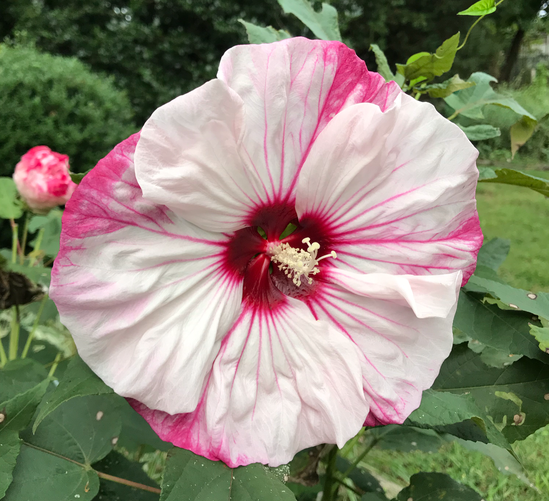 Original Photo of Pink Hibiscus