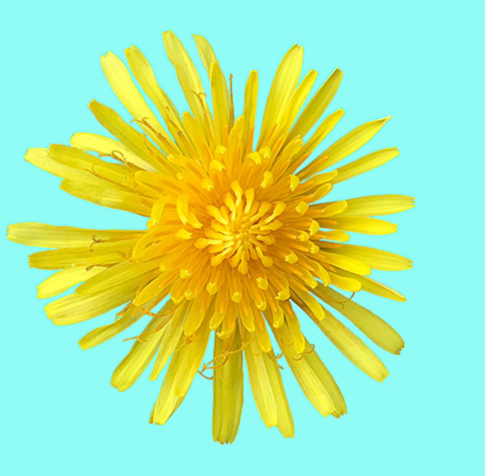 Dandelion, Masked in Photoshop, 2020