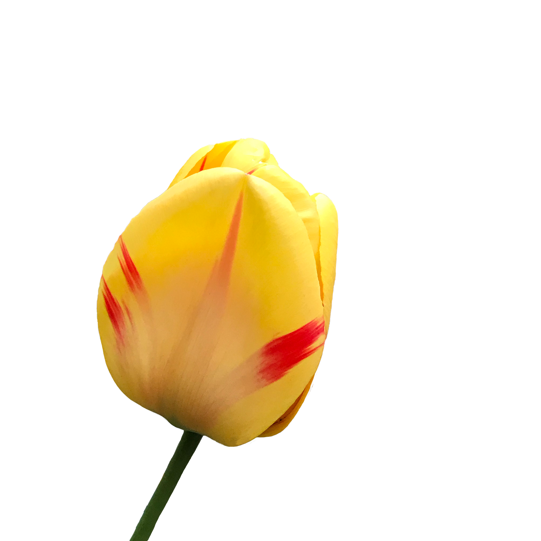 Yellow Tulip, 2020