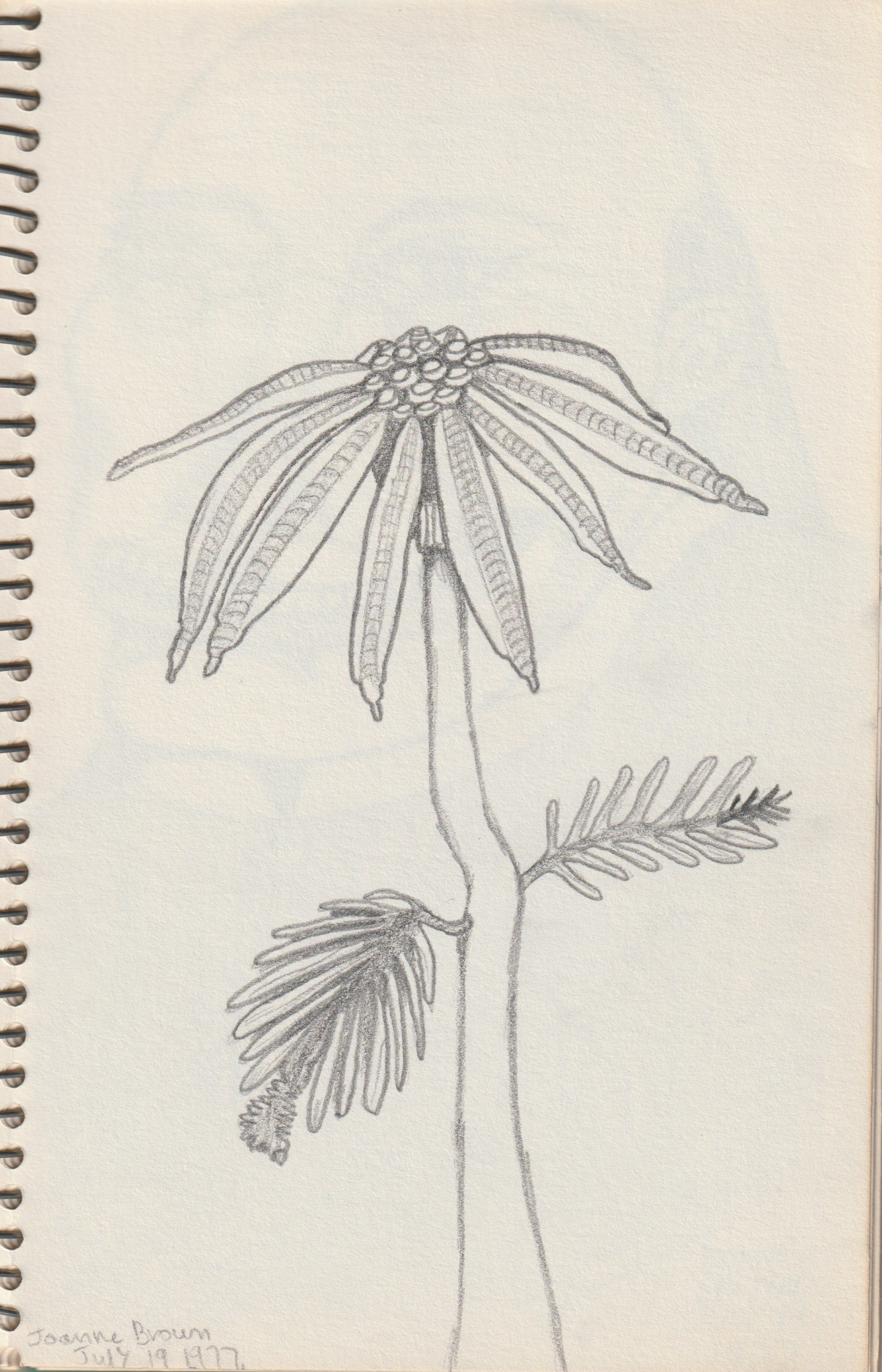 Experimental Flower, Pencil on Paper, 1977