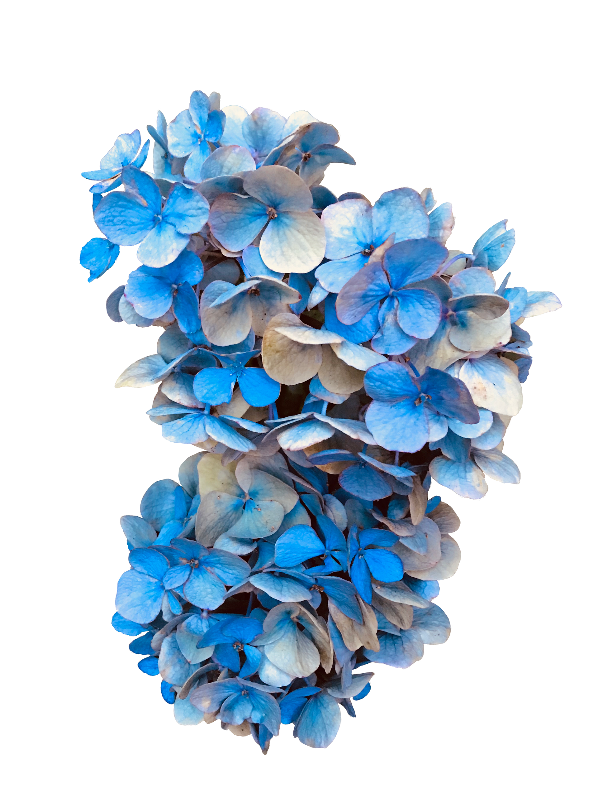 Hydrangea, Masked in PhotoShop, 2020