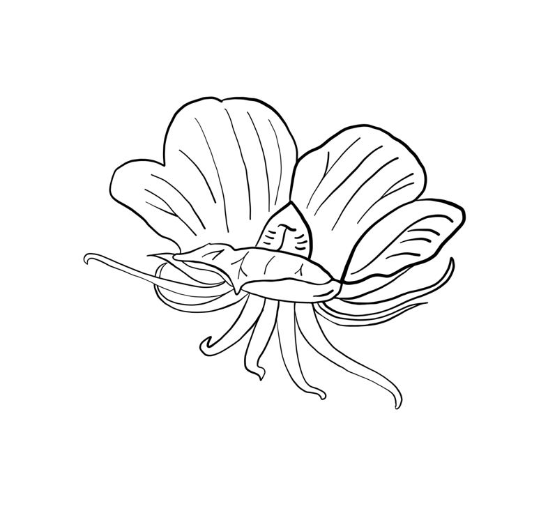 Tracing of the Fallen Calyx