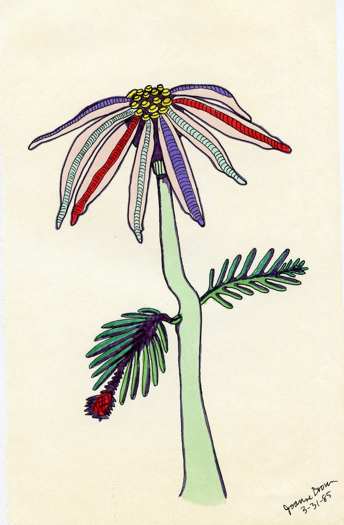 Experimental Flower, Magic Marker on Paper, 1985