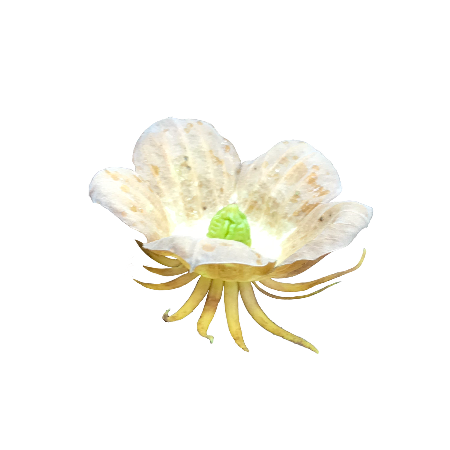 Fallen Unformed Calyx of Hibiscus Flower, 2020