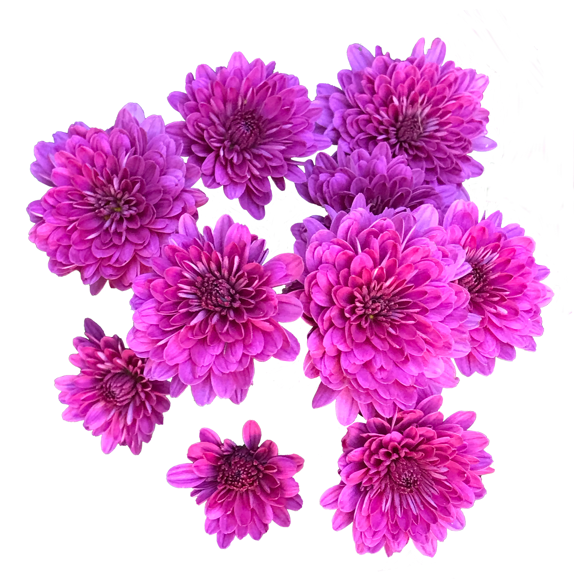 Fuschia Chrysanthemums, PhotoShop Mask, 2023