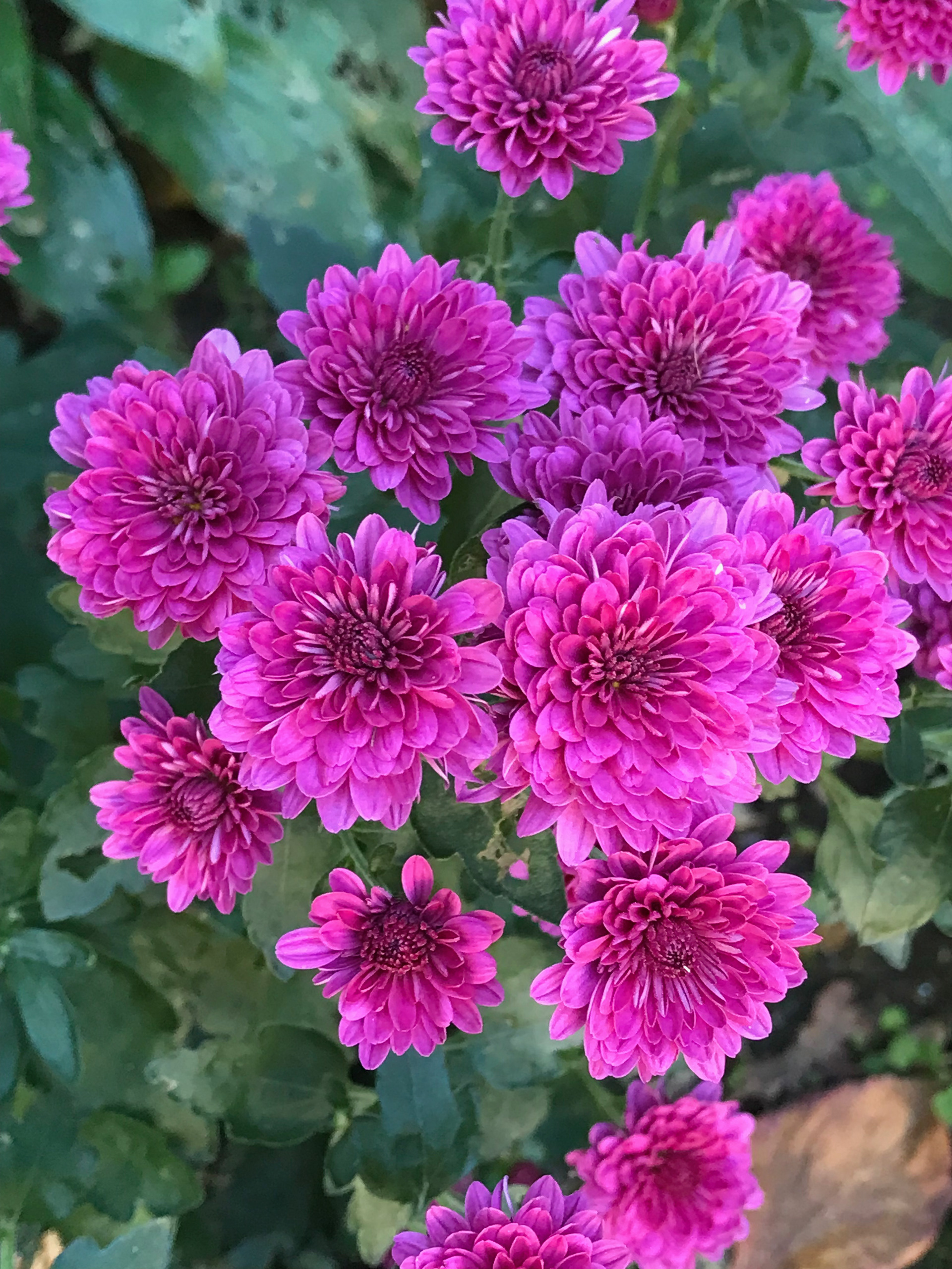 Chrysanthemums in our garden, 2021