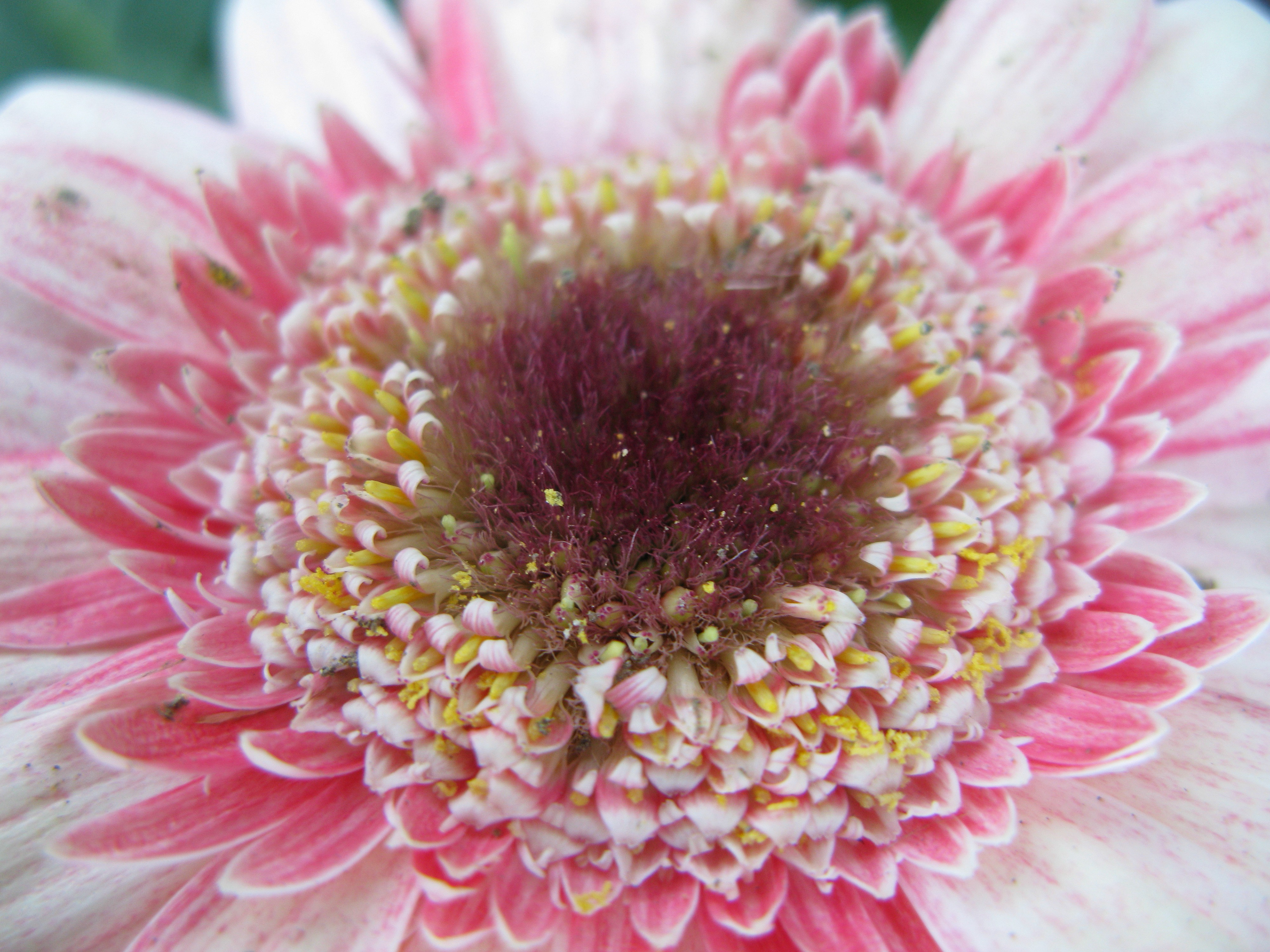 Gerbera Daisy, 2009