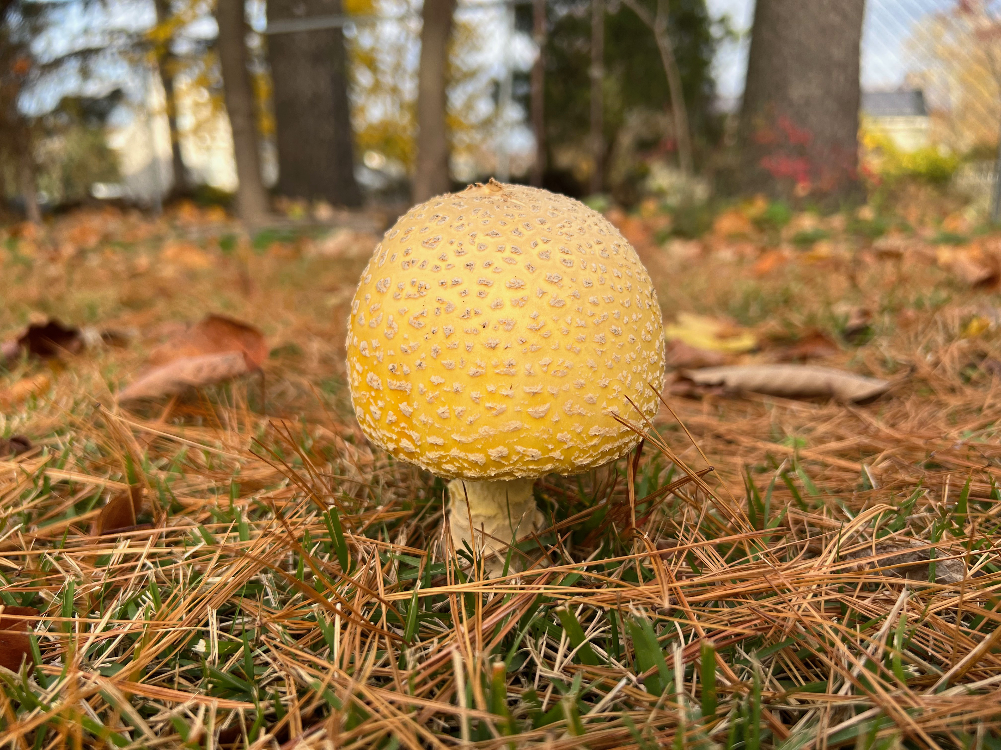 Yard Mushroom, Photograph, 2023