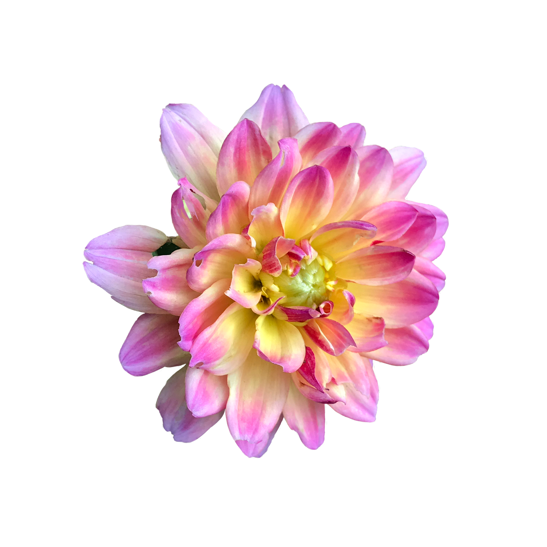 Pink Peony, 2020