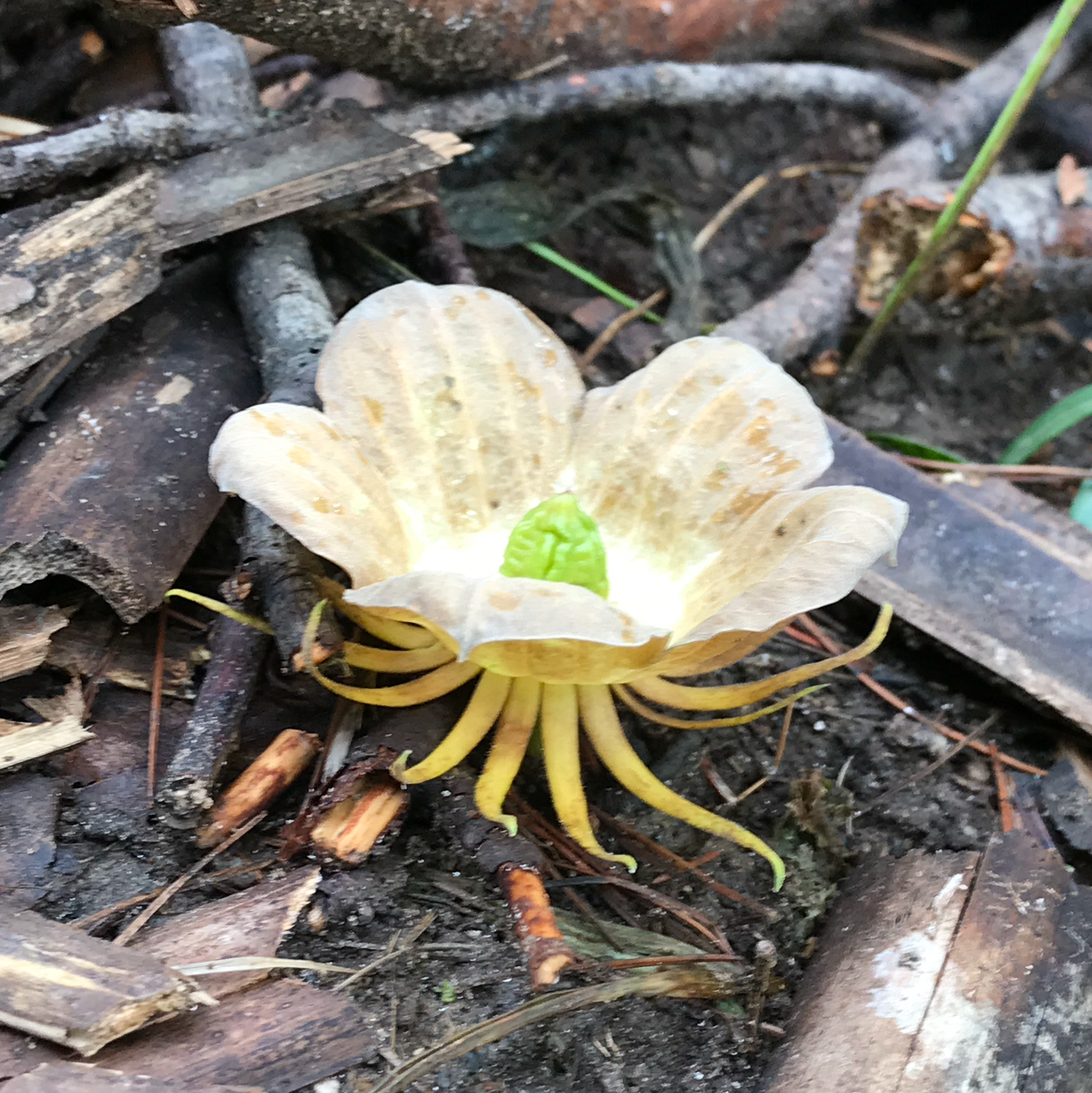 Fallen Calyx
