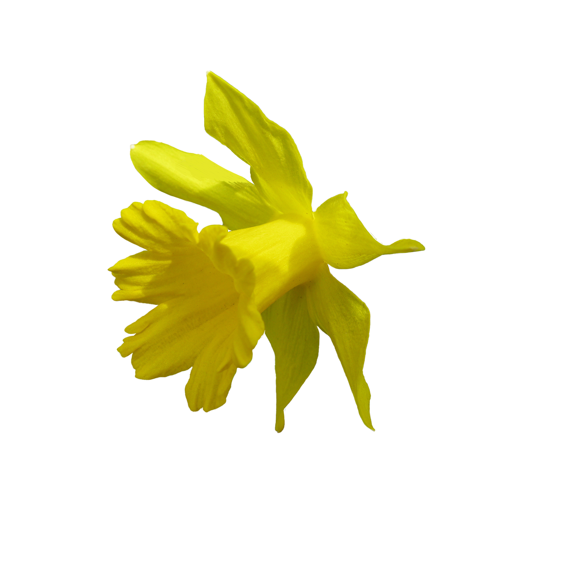Daffodil, 2020
