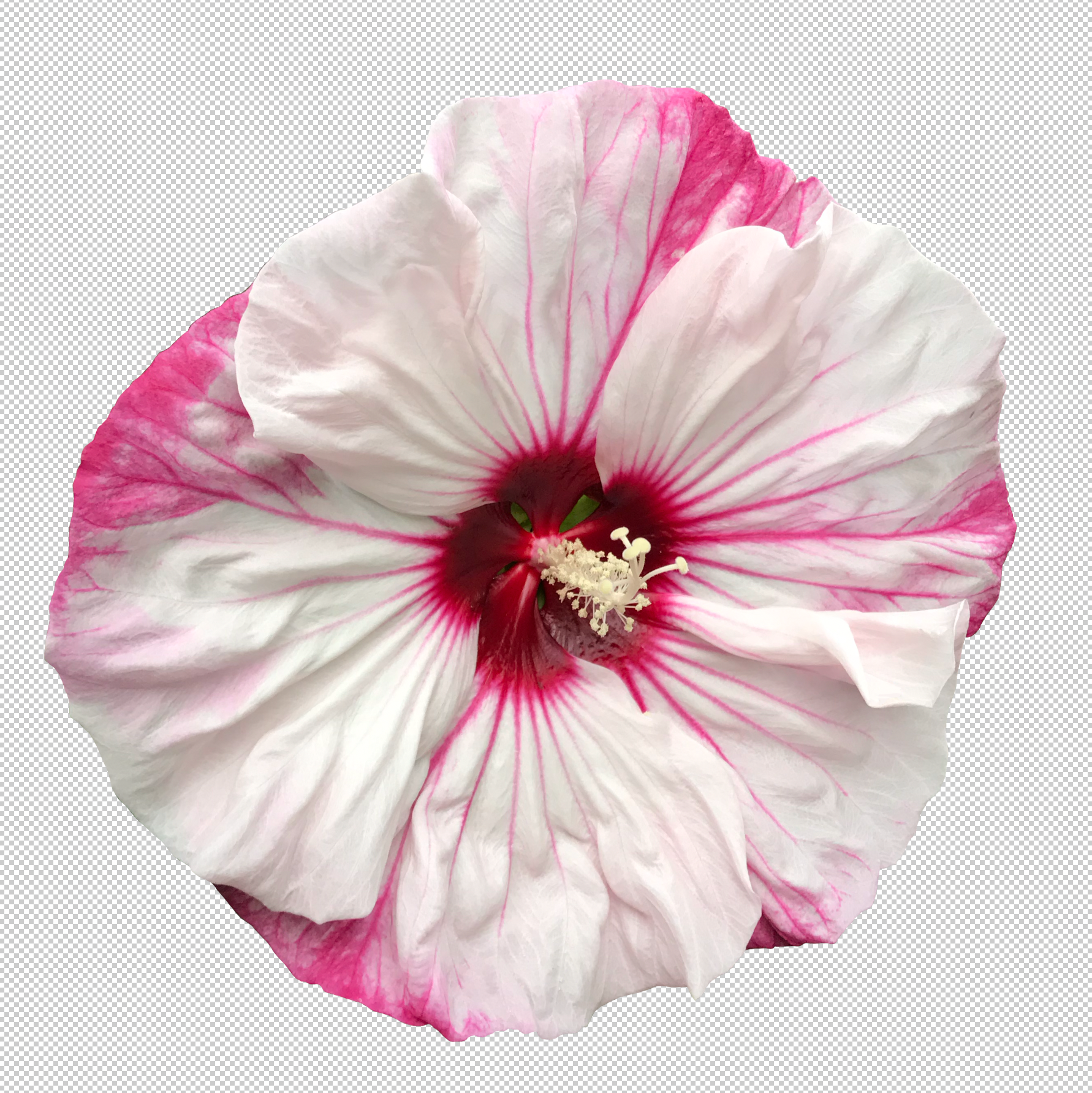 Masked Pink Hibiscus