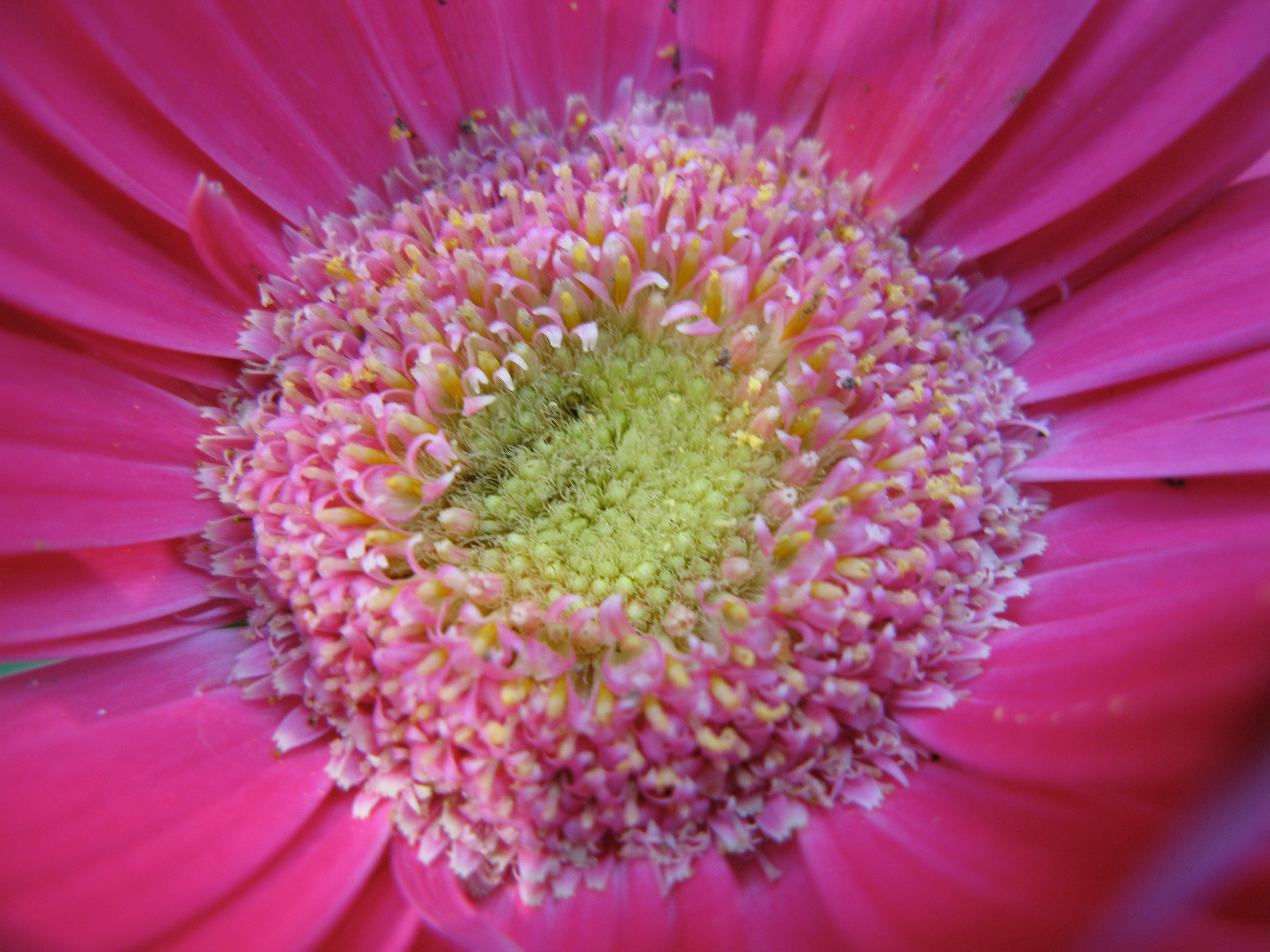 Gerbera Daisy, 2009