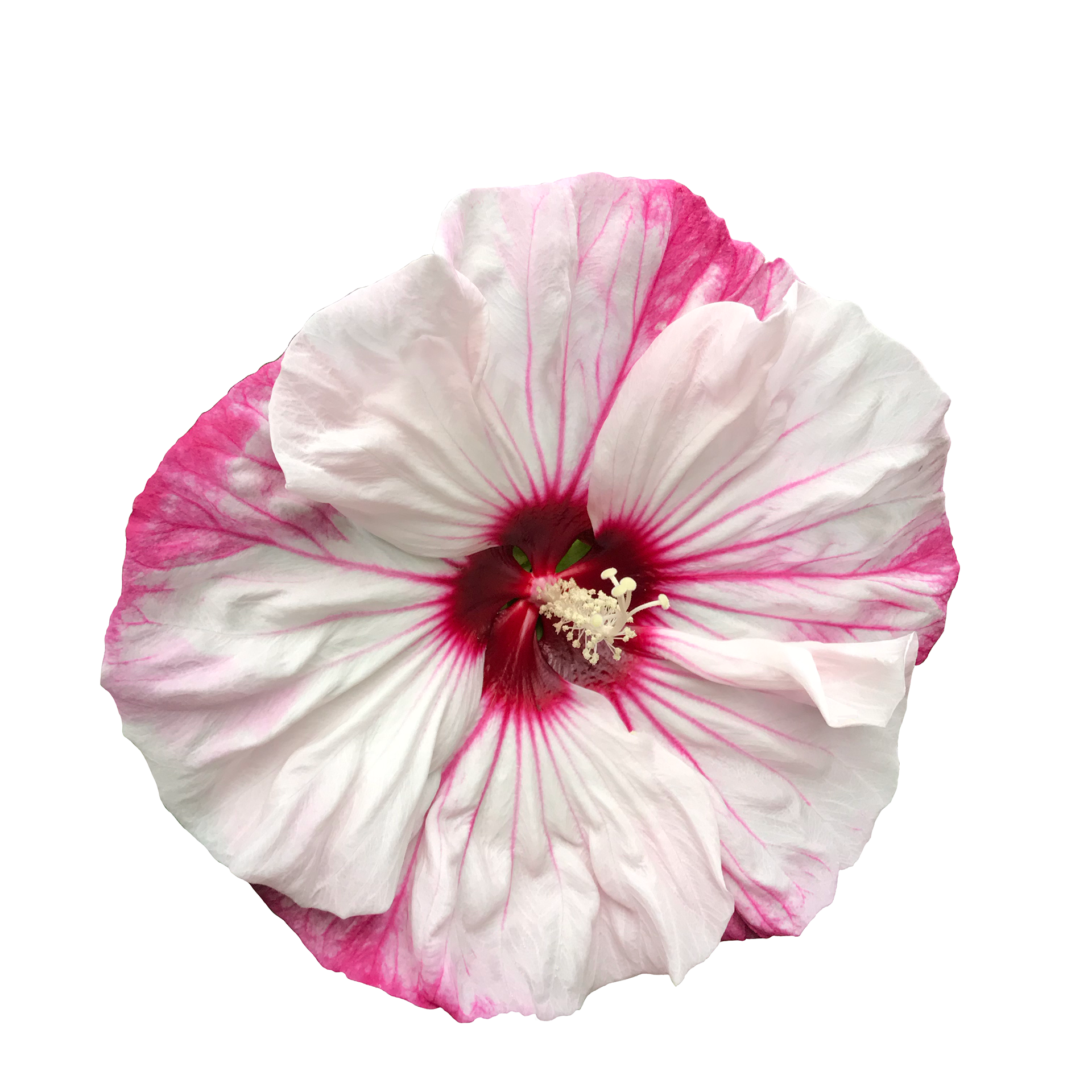 Pink Hibiscus, 2020
