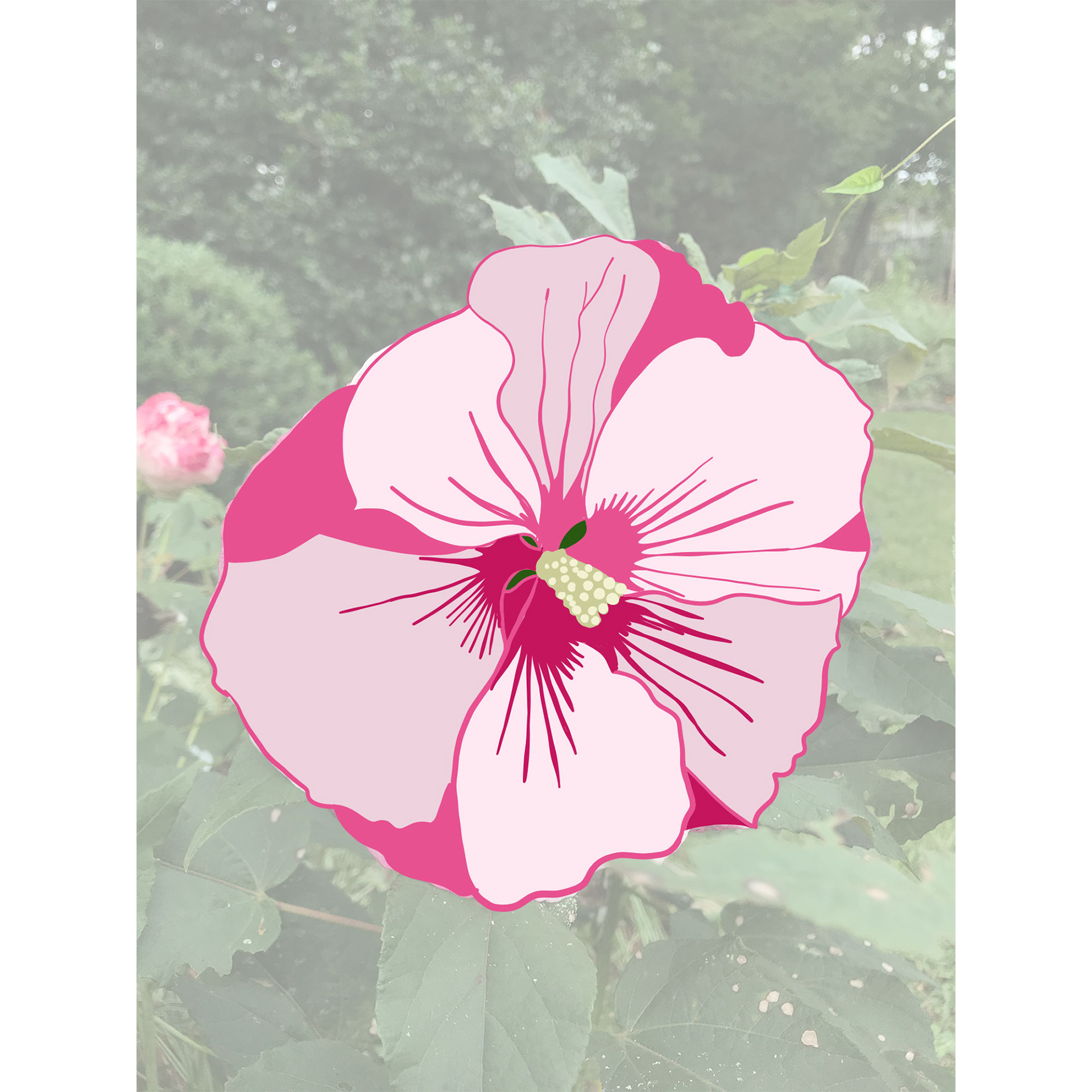 Tracing and coloring a full hibiscus bloom