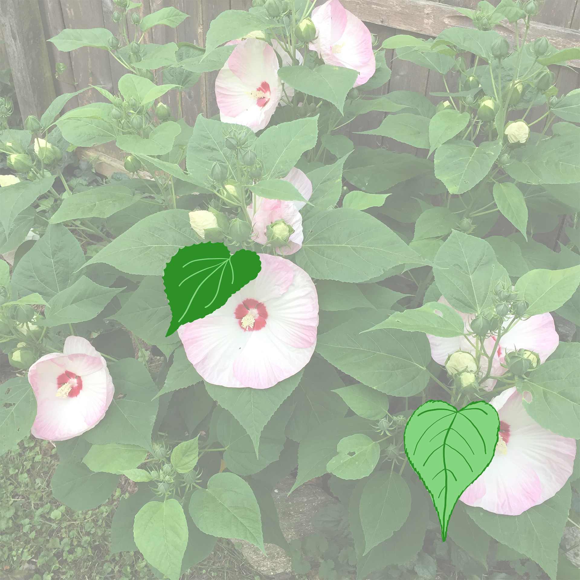 Tracing of two of the Hibiscus Bush Leaves