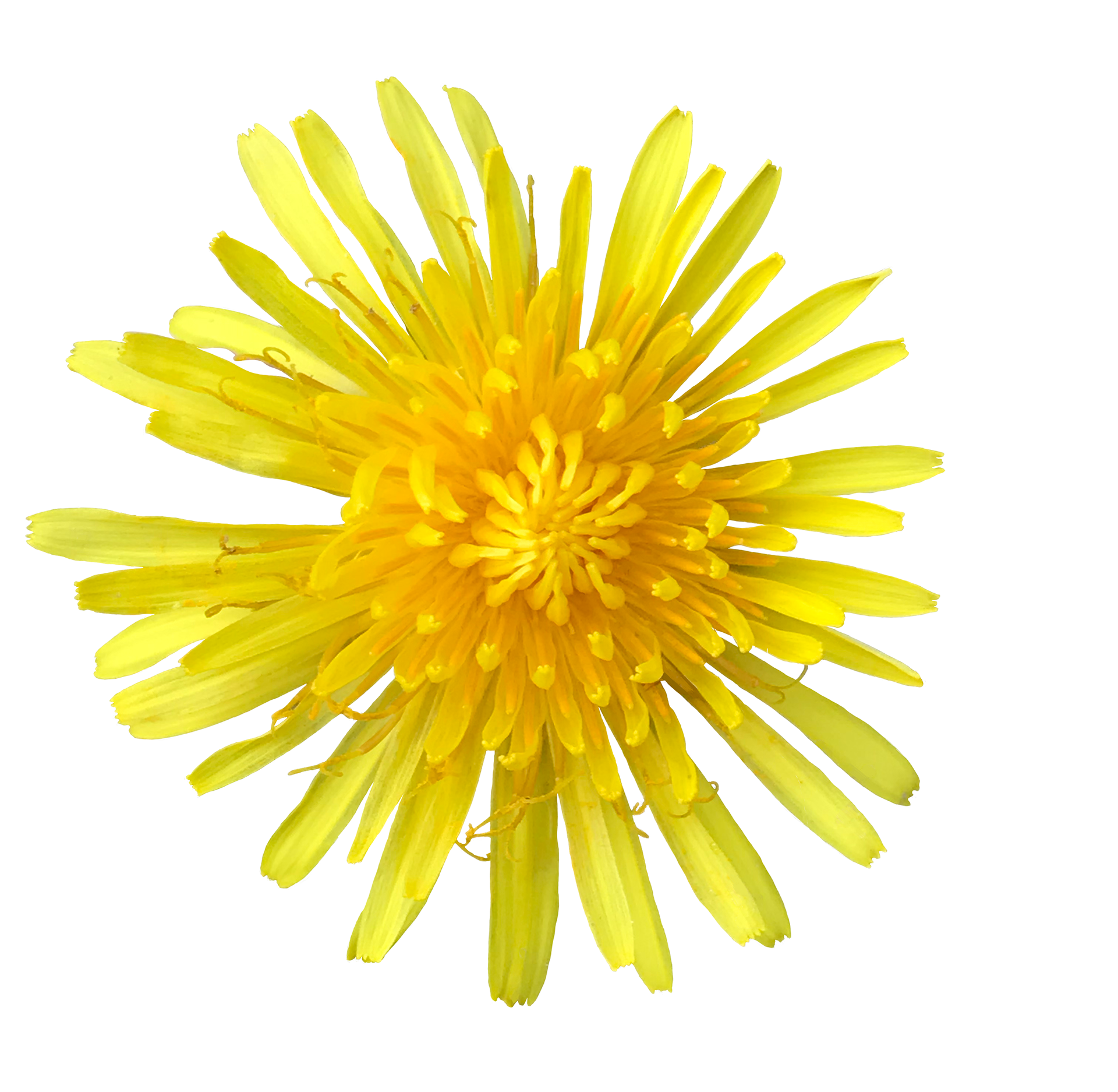 Dandelion, 2020