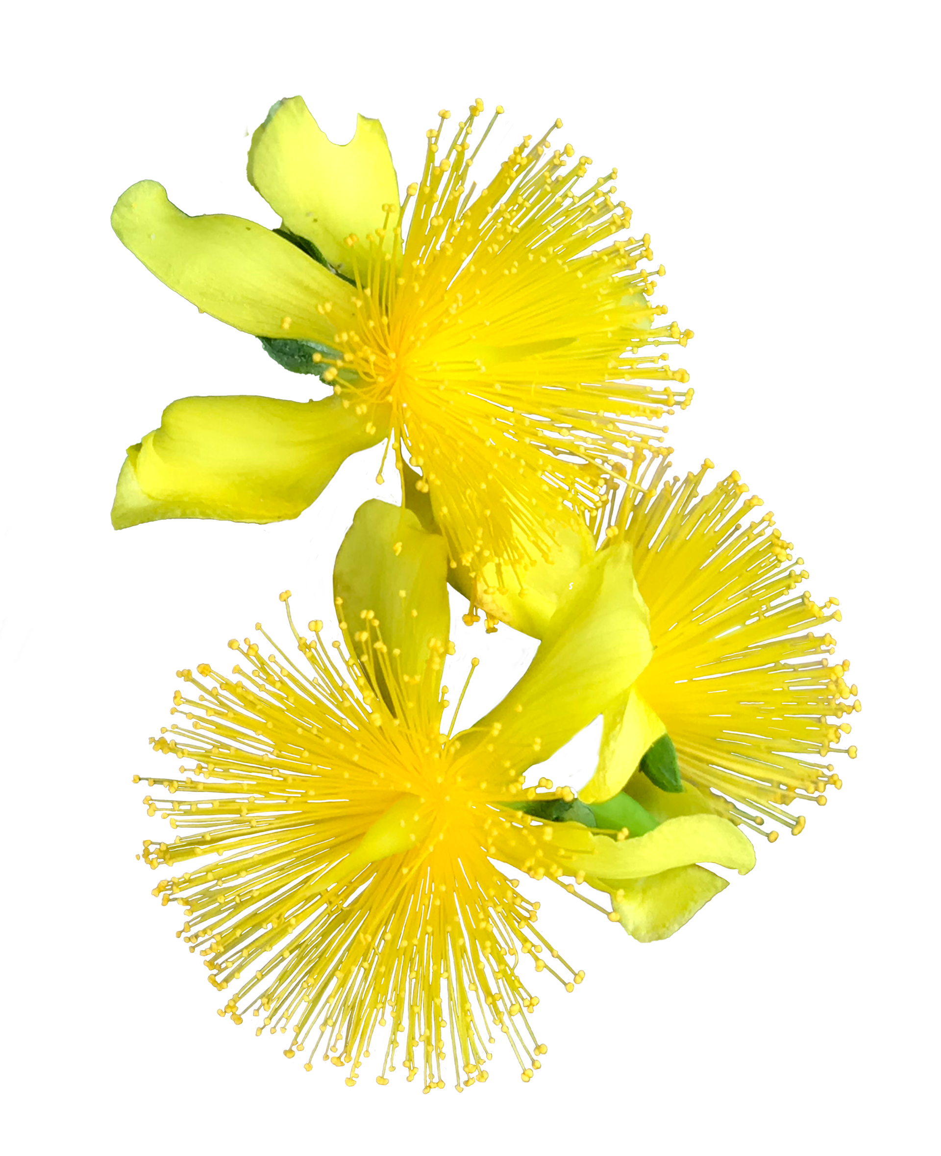 Shrubby St. John's Wort, PhotoShop Mask, 2023