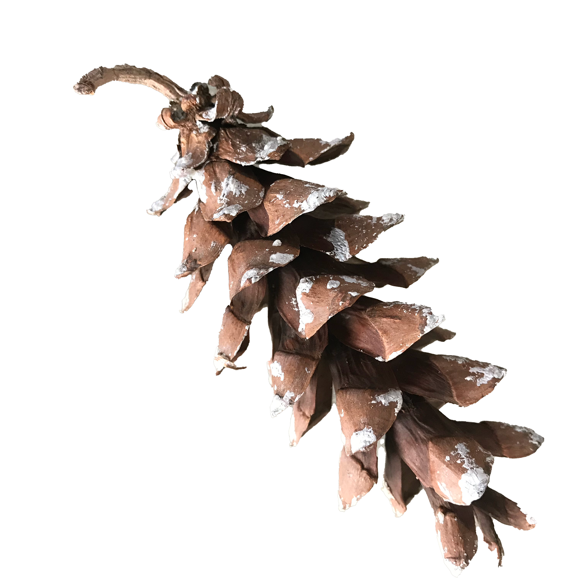 Pine Cone, 2020
