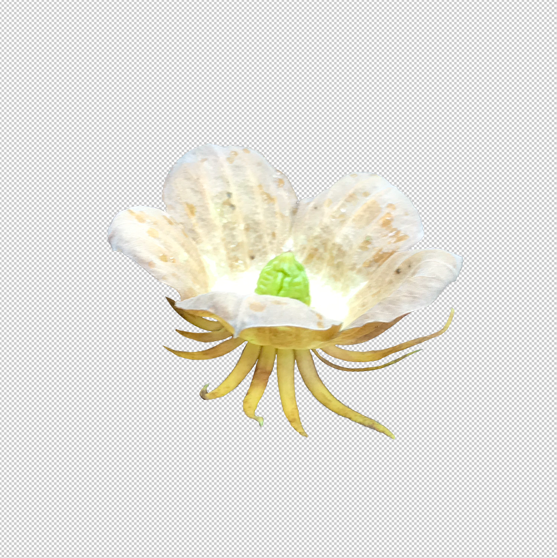 Fallen Hibiscus Calyx, PhotoShop Mask, 2020
