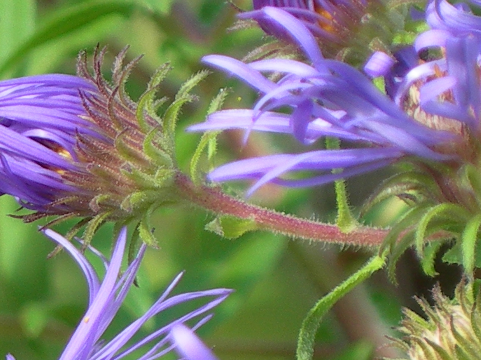 Manotick Wild Flower, Digital photo, 2006