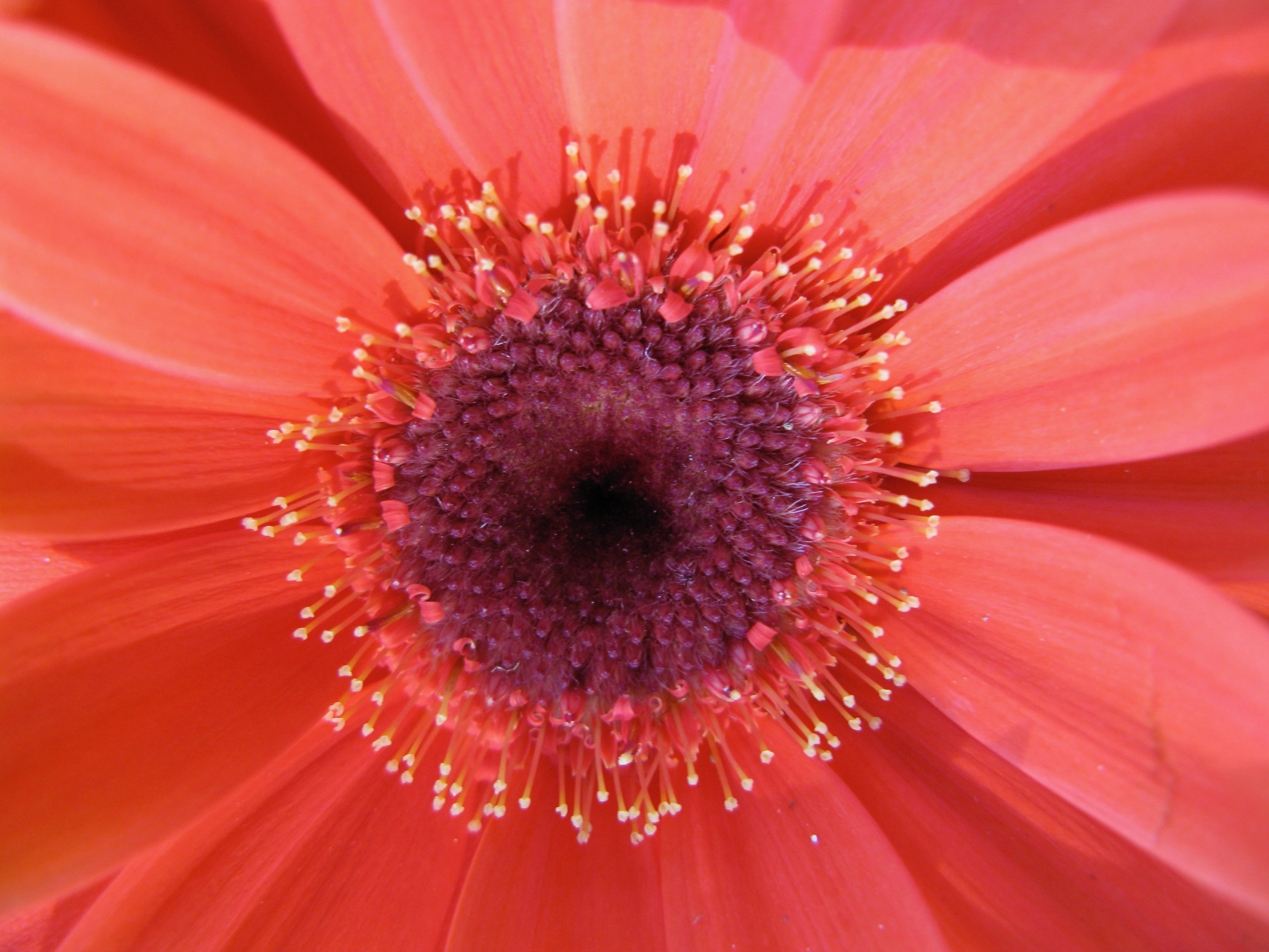 Gerbera Daisy, 2009