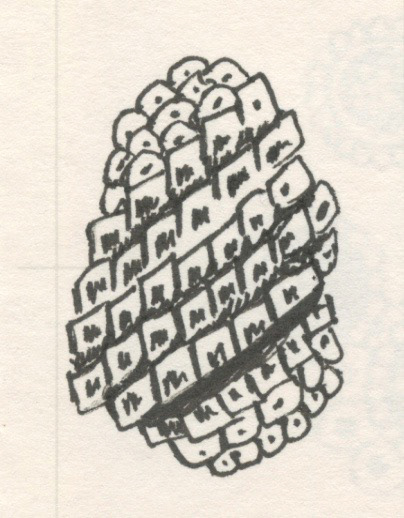 Drupelet Cluster, Pen and Ink on Paper, 2004