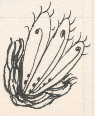 Sunrise Flower, Pen and Ink on Paper, 2004