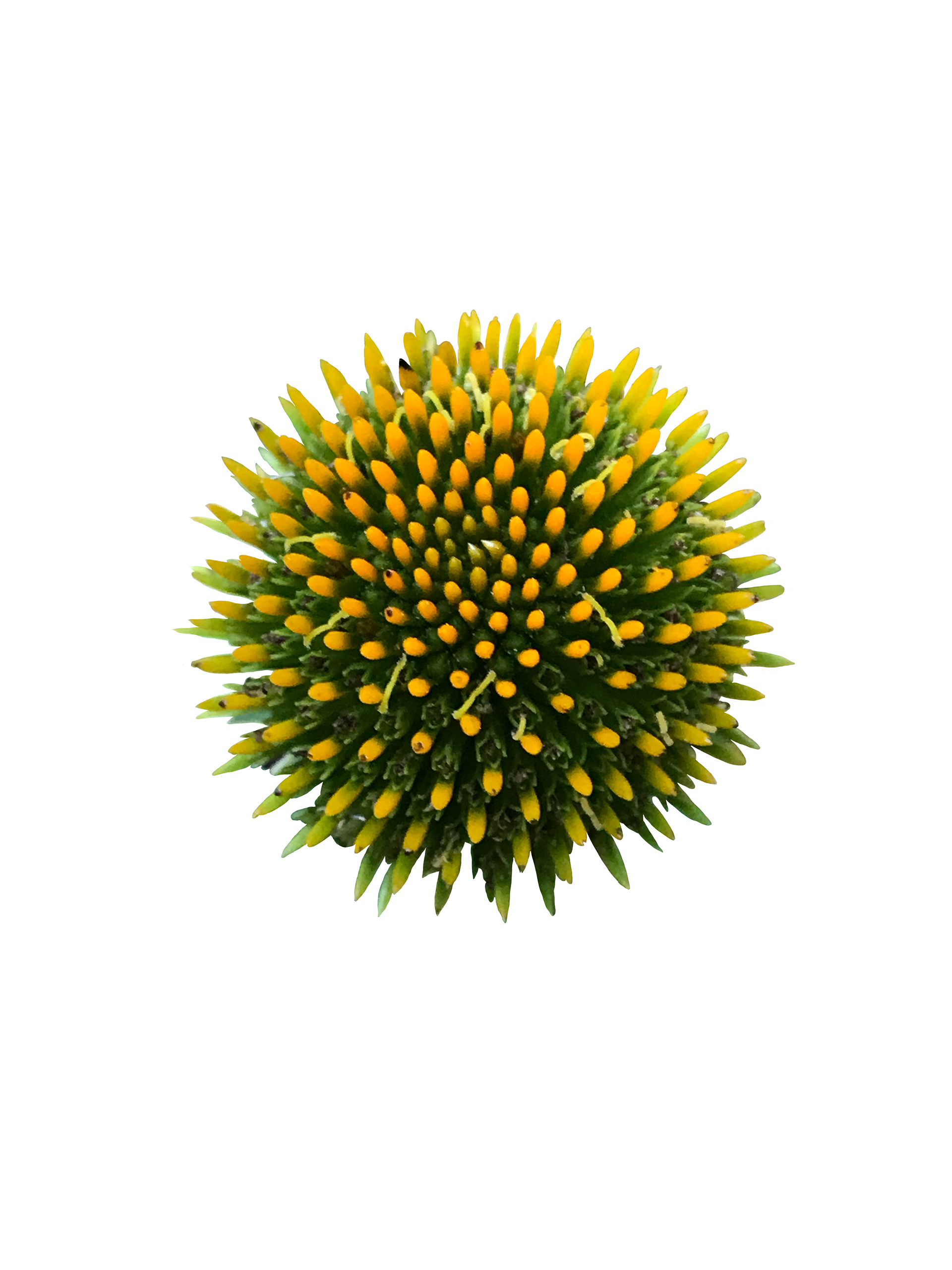 Orange Coneflower, 2020