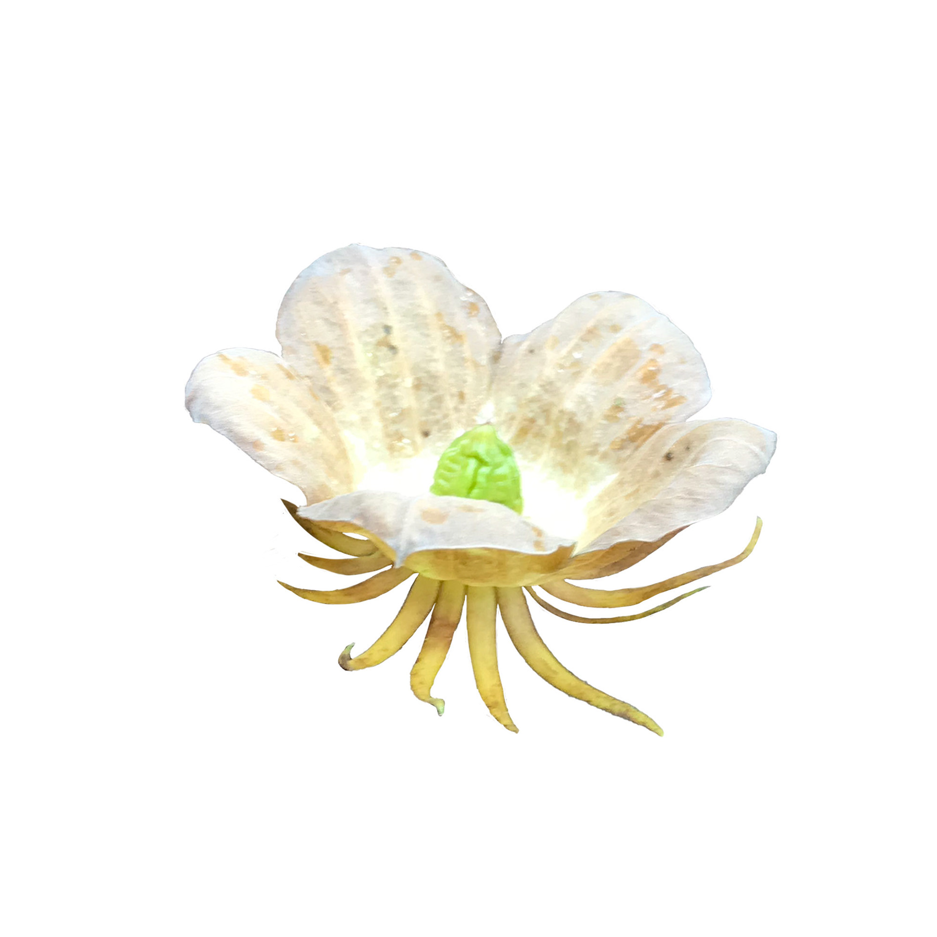 Fallen bloom, masked