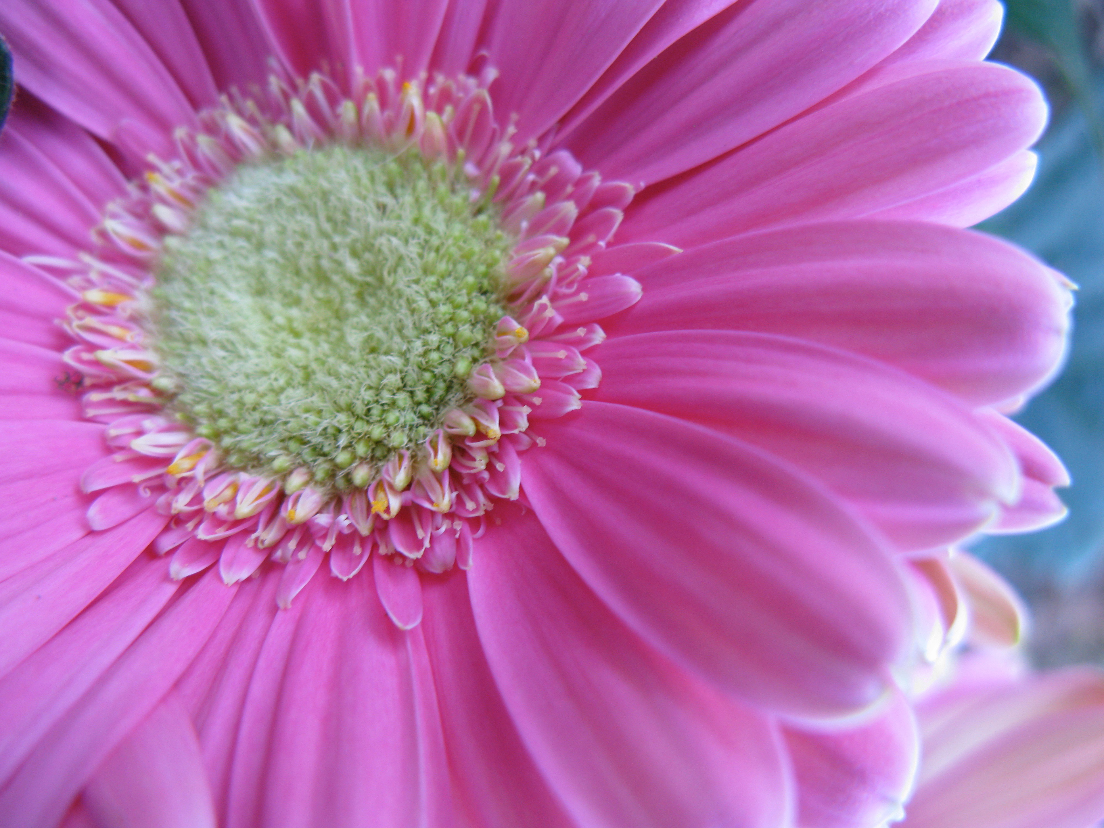 Gerbera Daisy, 2009