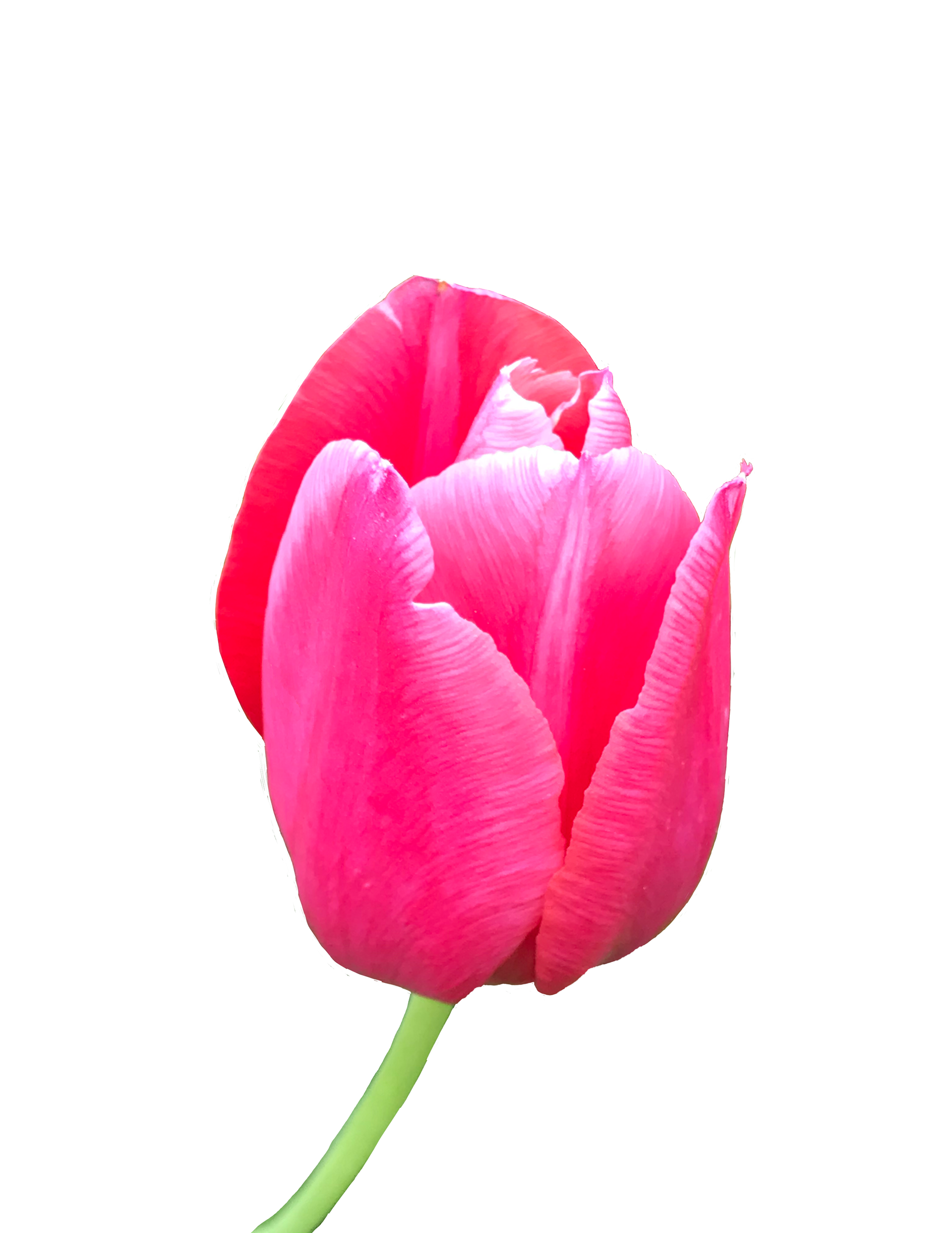 Pink Tulip, PhotoShop Mask, 2021