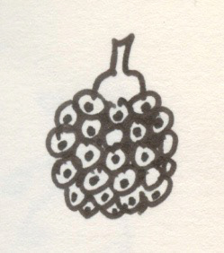 Berry, Pen and Ink on Paper, 2001