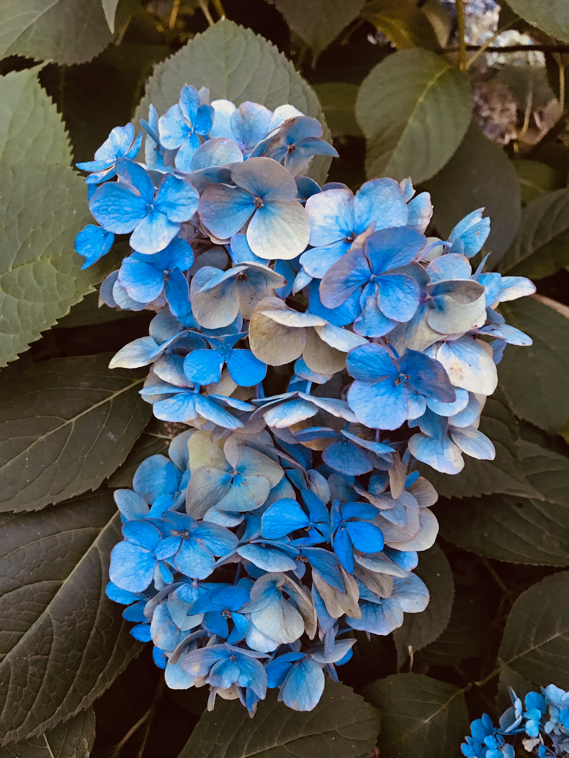 Hydrangea, 2018
