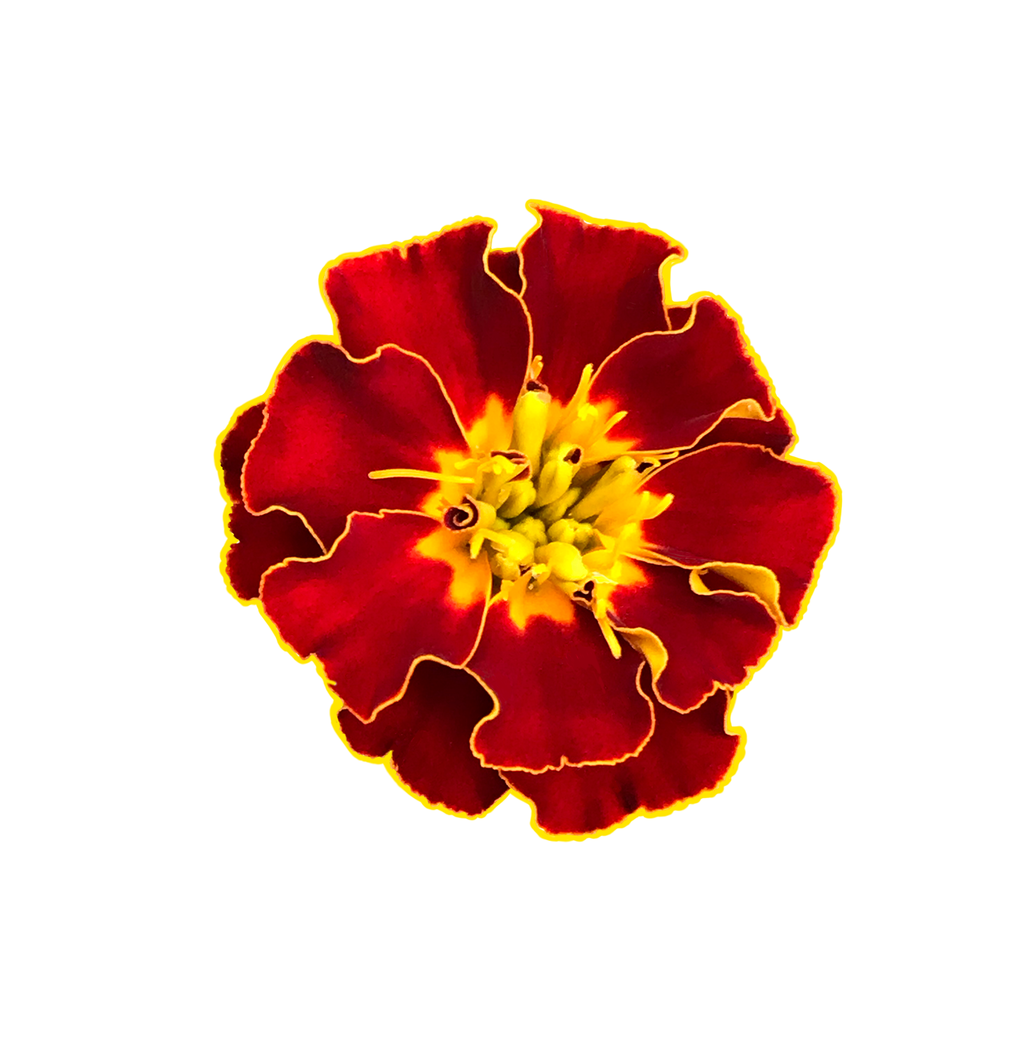 Marigold, 2020