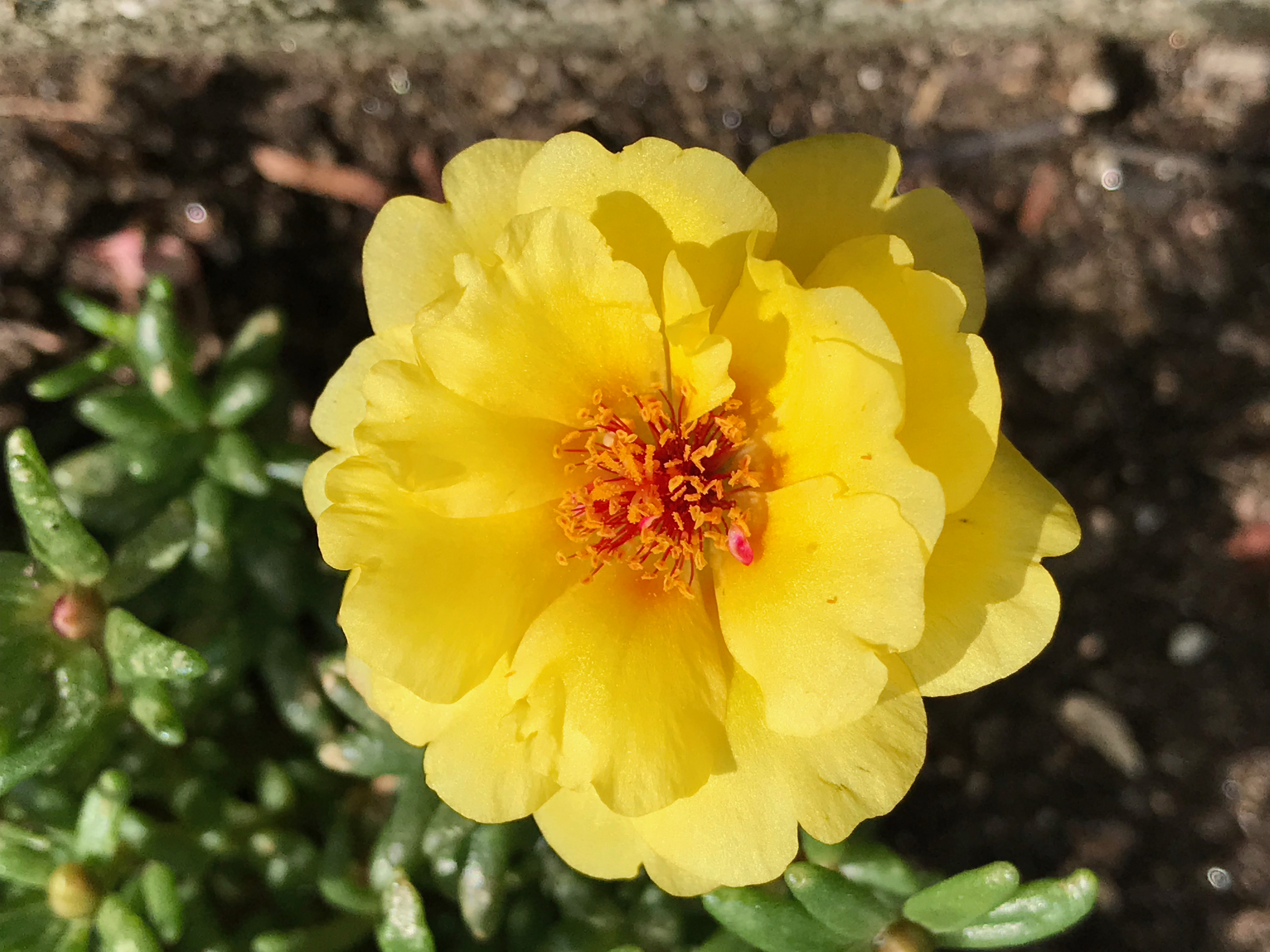 2019, Yellow Portulaca Flower