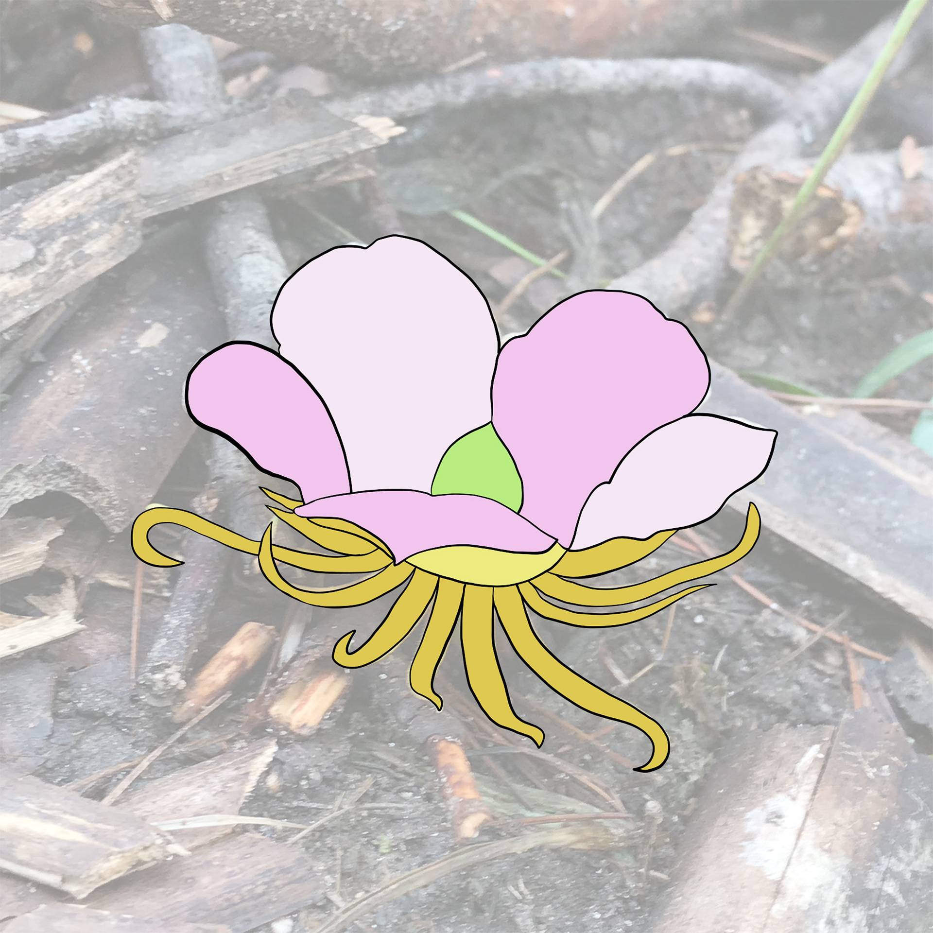 Tracing and coloring the bloom