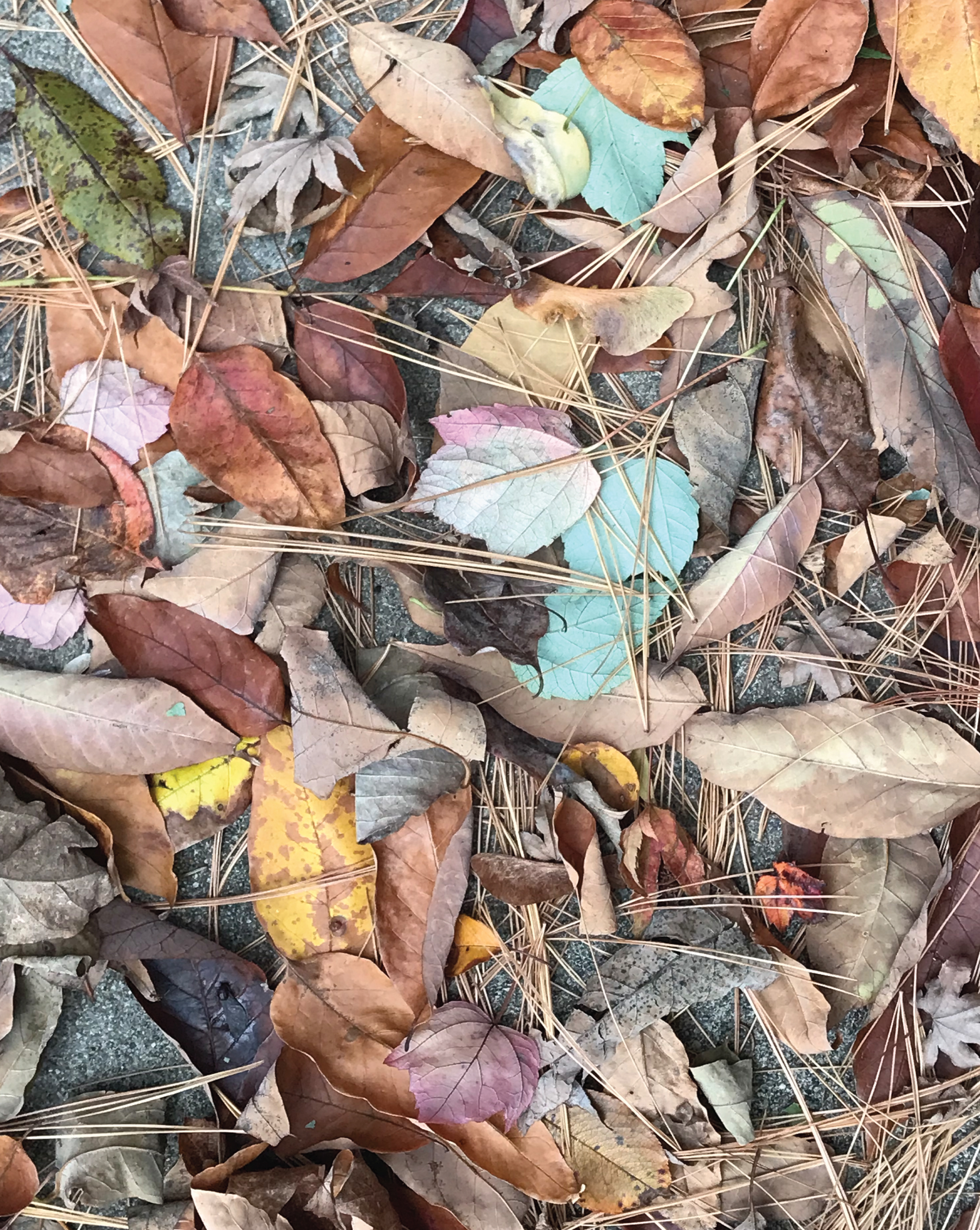 Fallen Leaves, Photograph, 2022