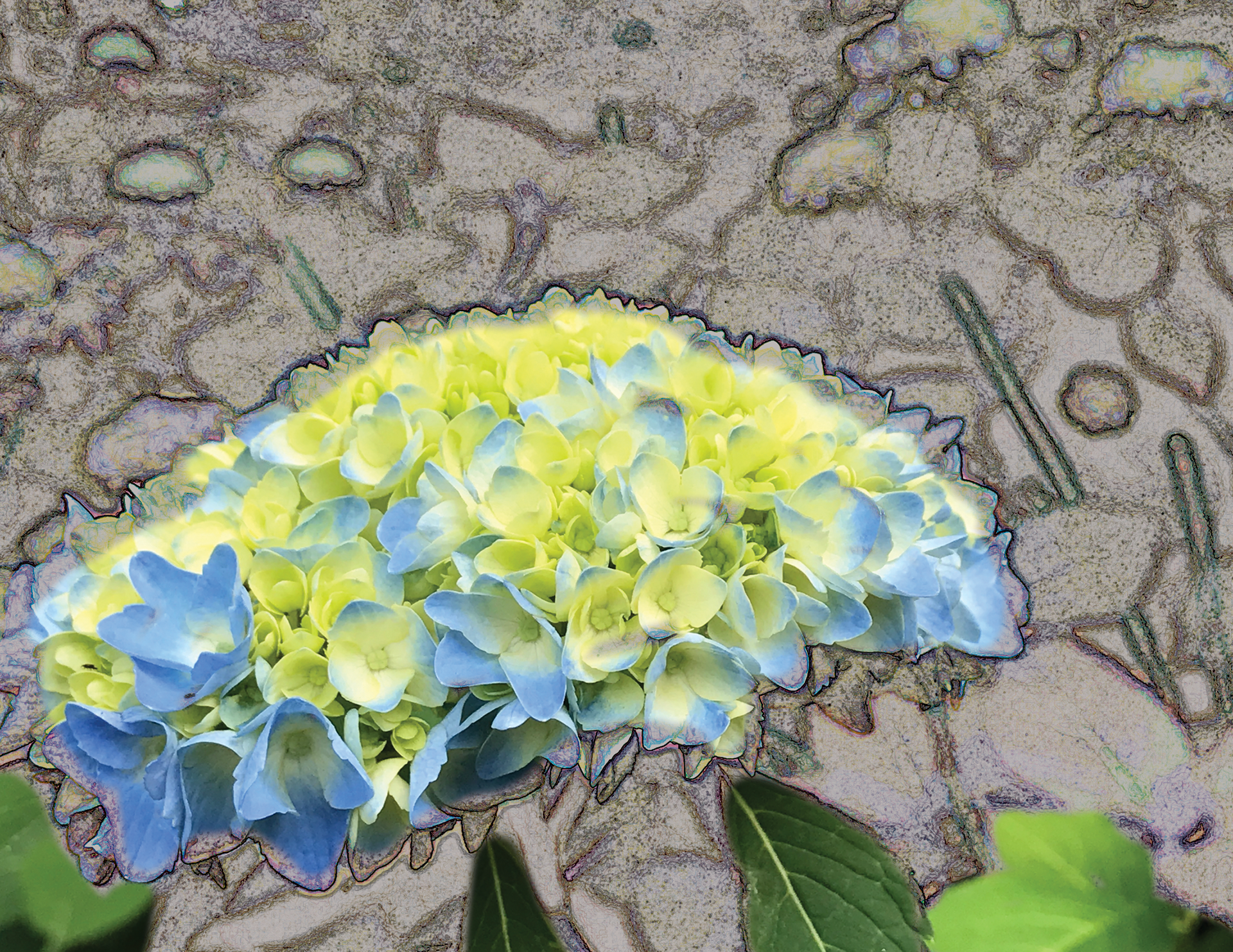 Blue Hydrangea, Digital Art, 2021
