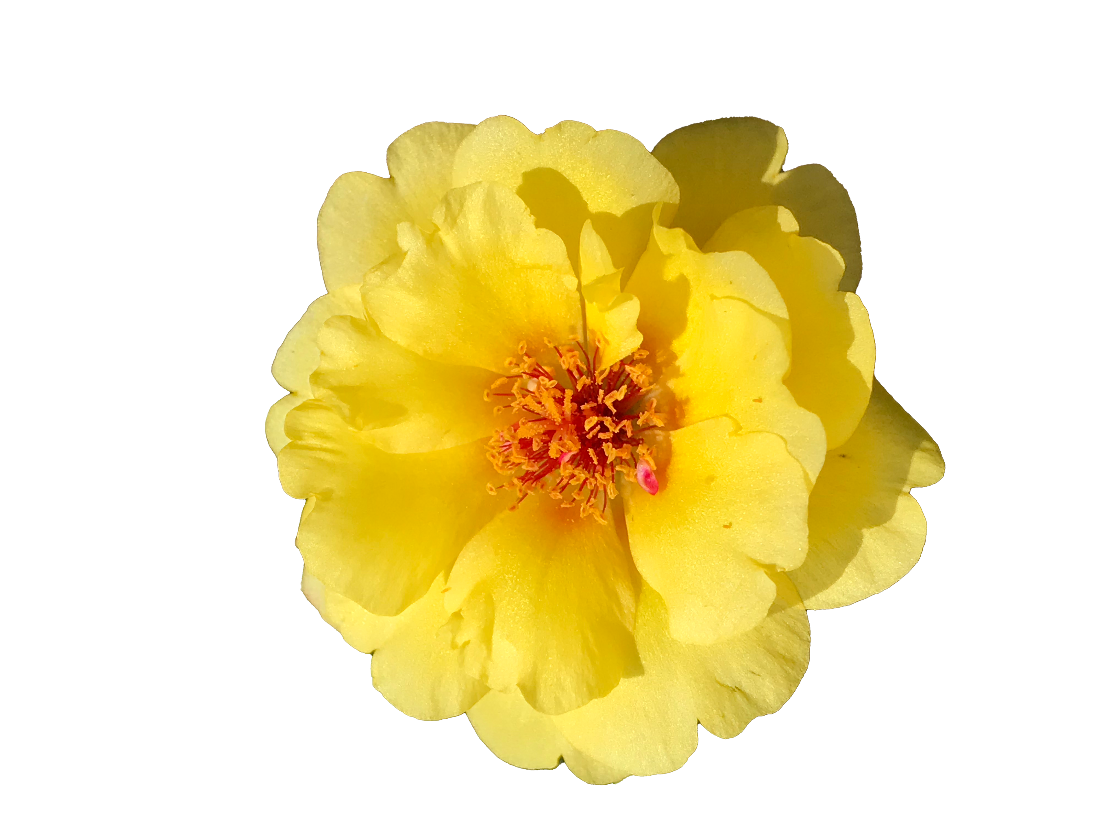 2019 - PhotoShop Mask, Yellow Portulaca Flower