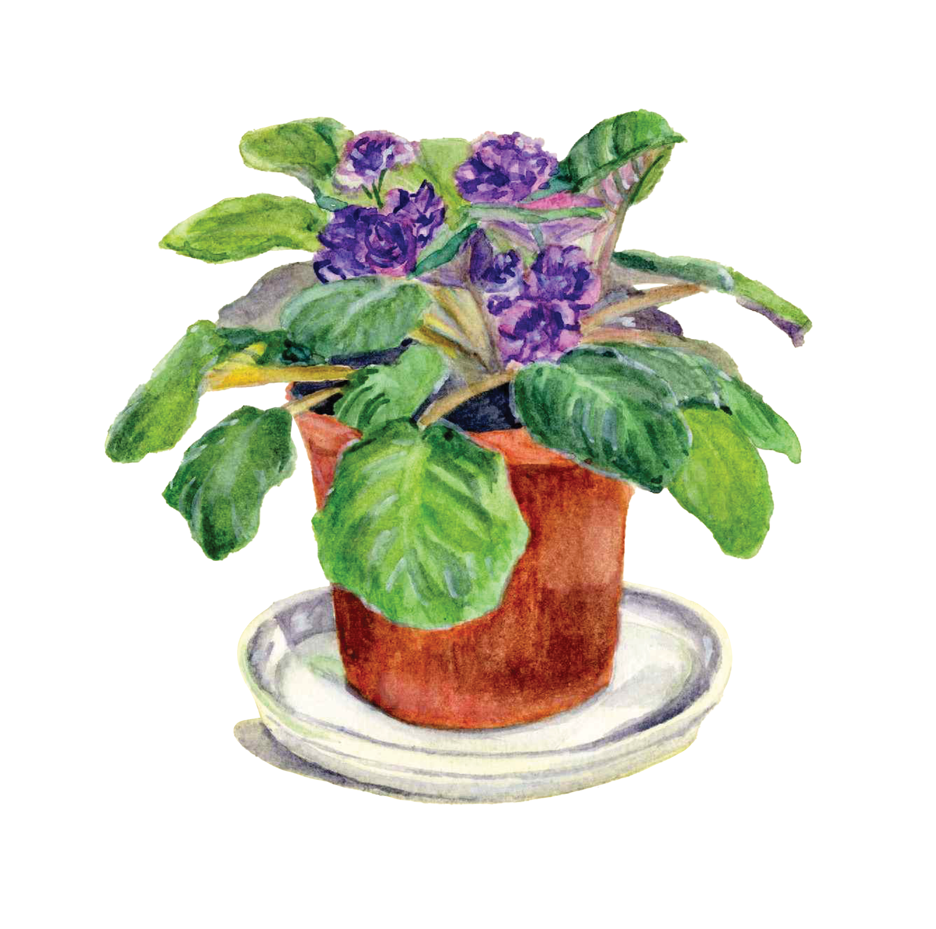 Watercolour painting of violets
