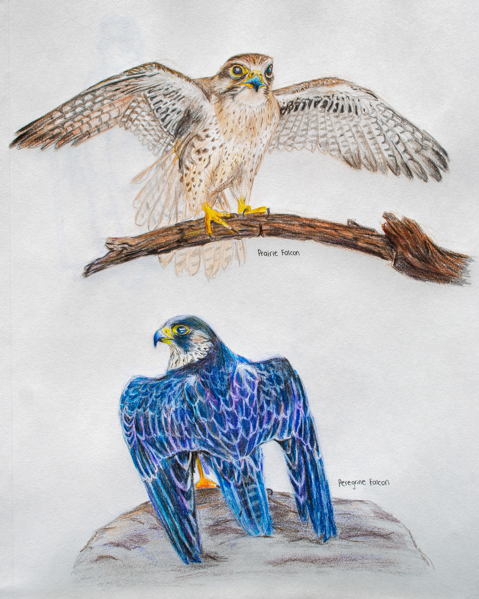 Coloured pencils of big birds