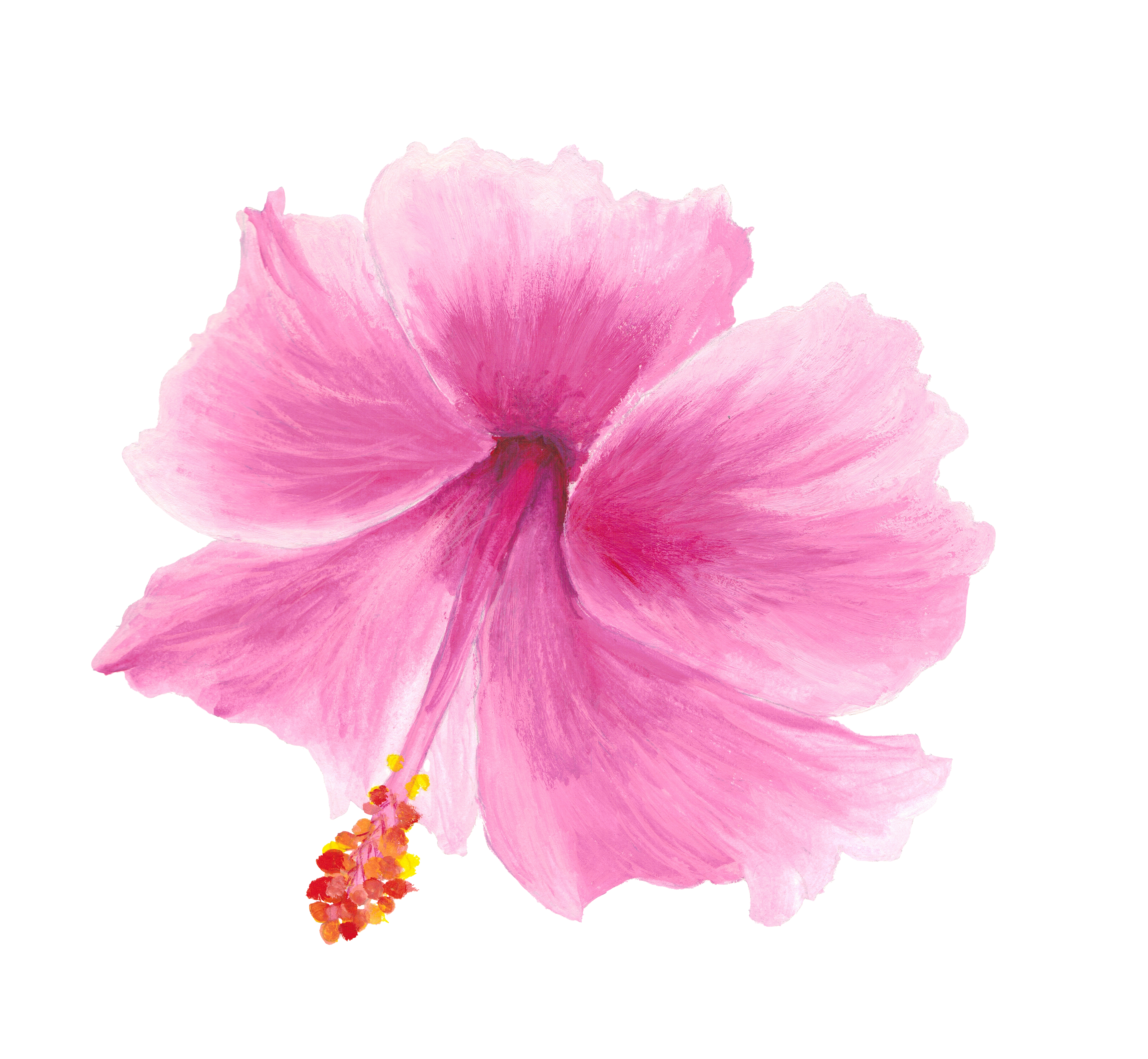 Gouache painting of hibiscus flower