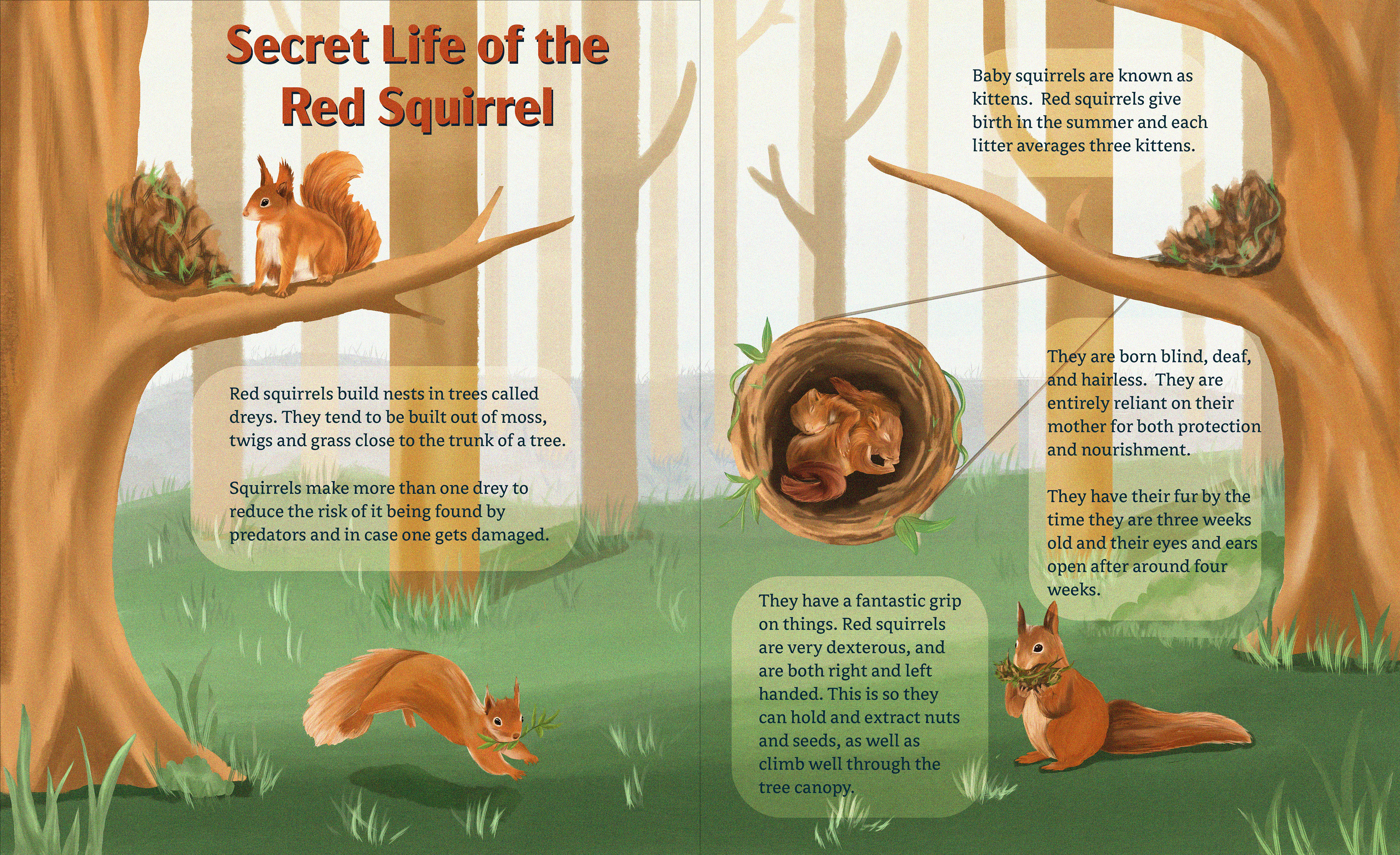 Infographic of Red Squirrels