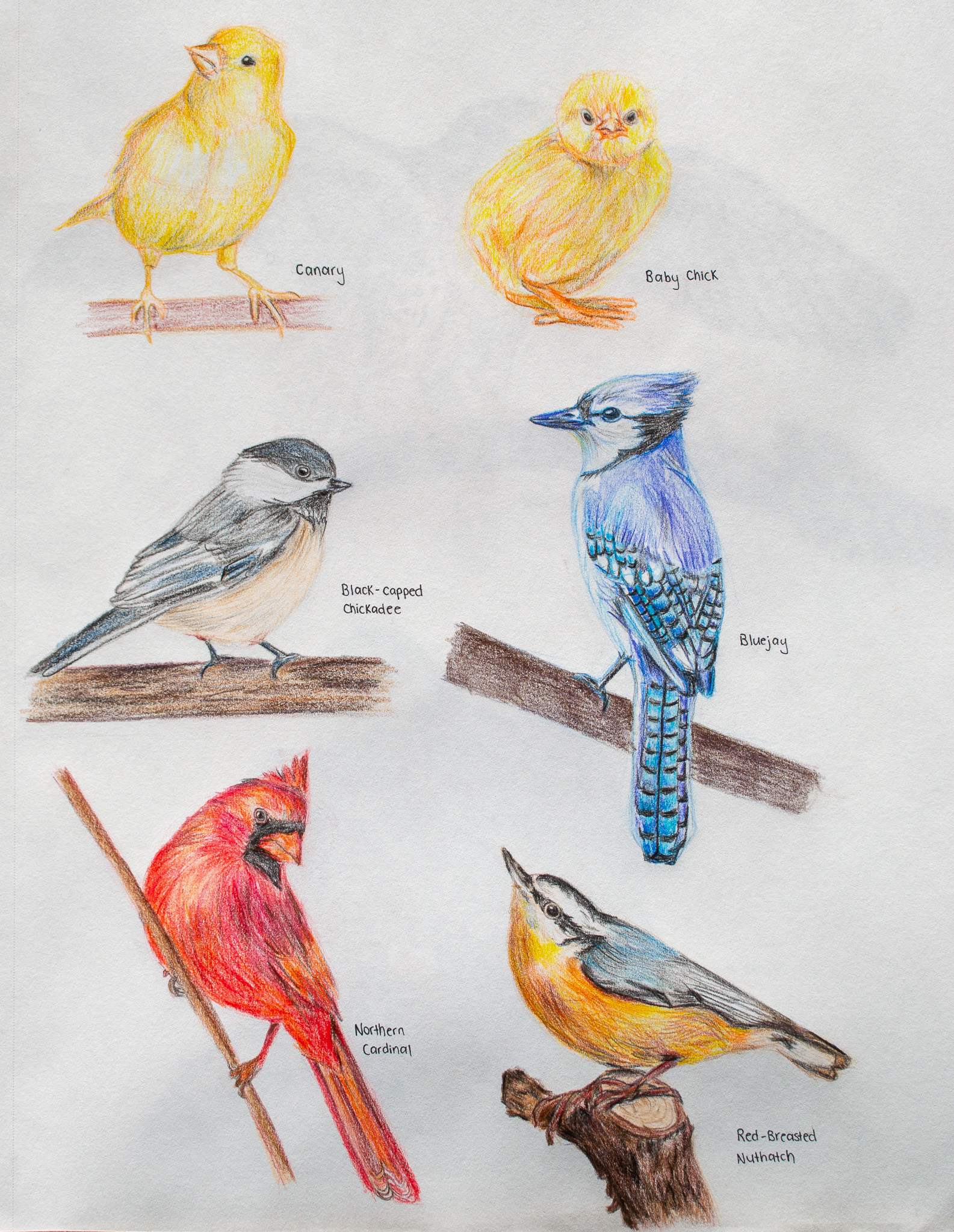 Coloured pencils of various birds