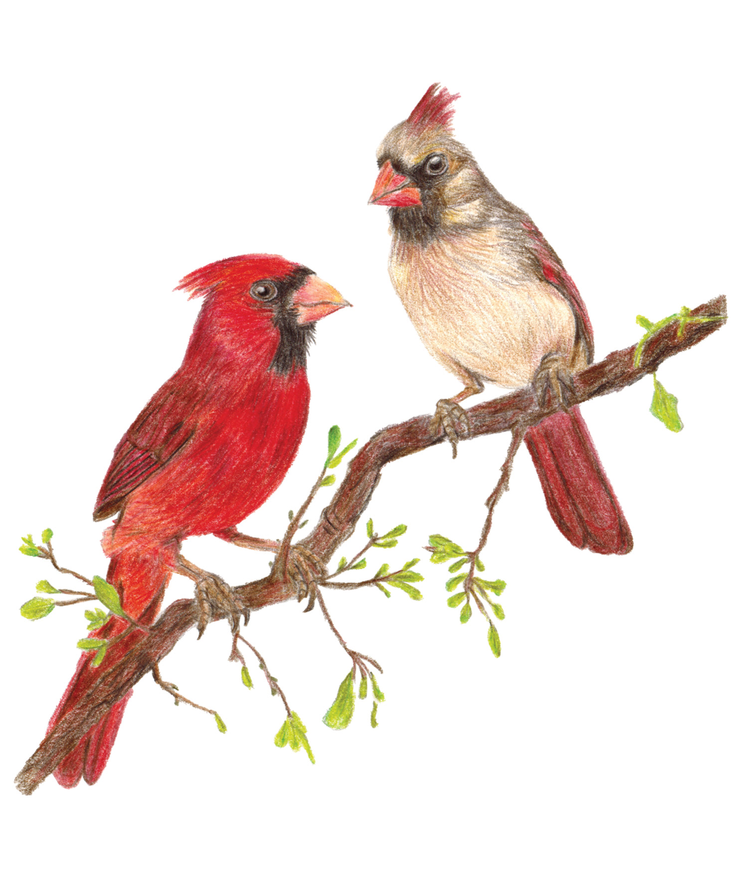 Coloured pencils of cardinals