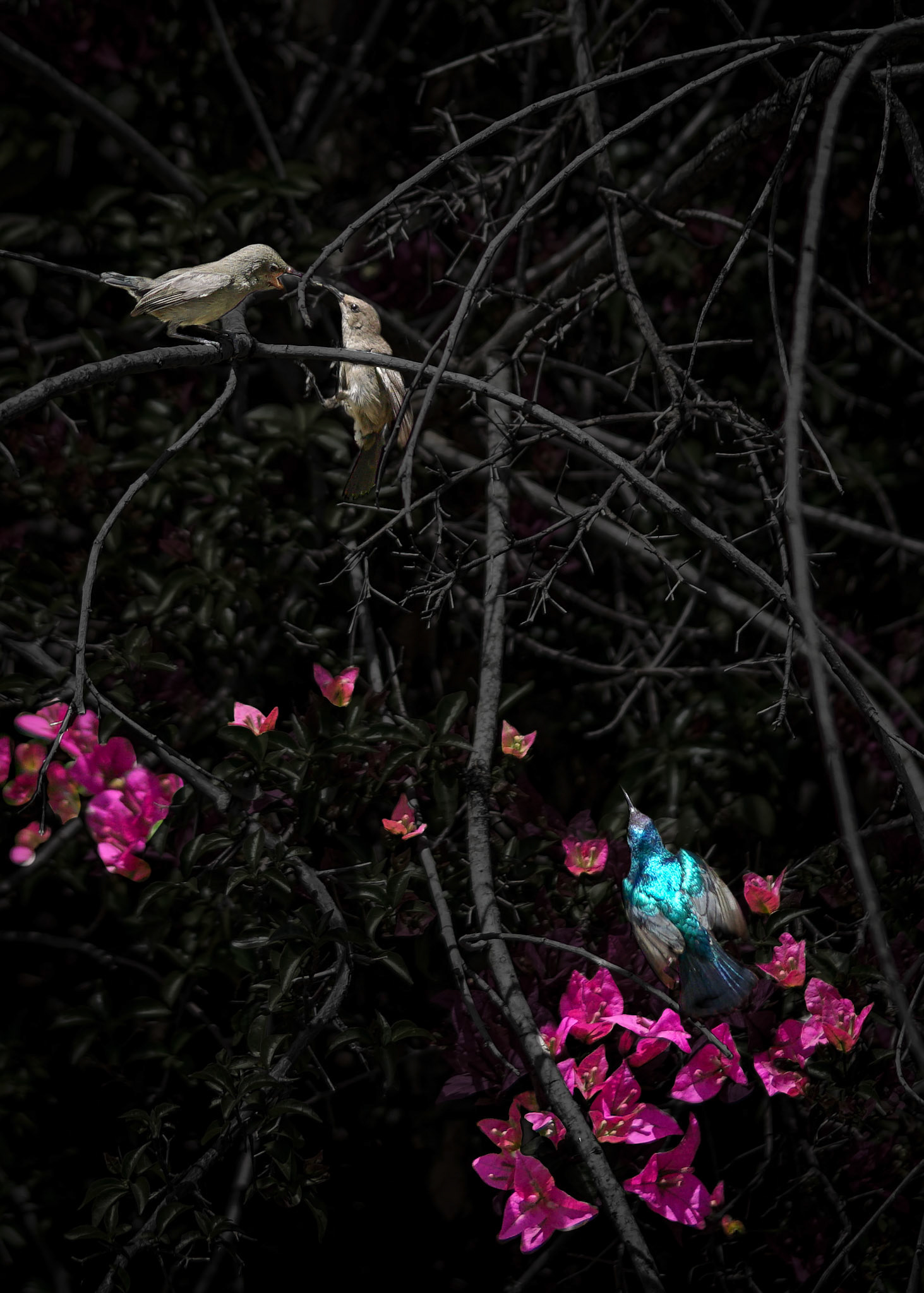 A pair of Sunbirds feeding a fledgling