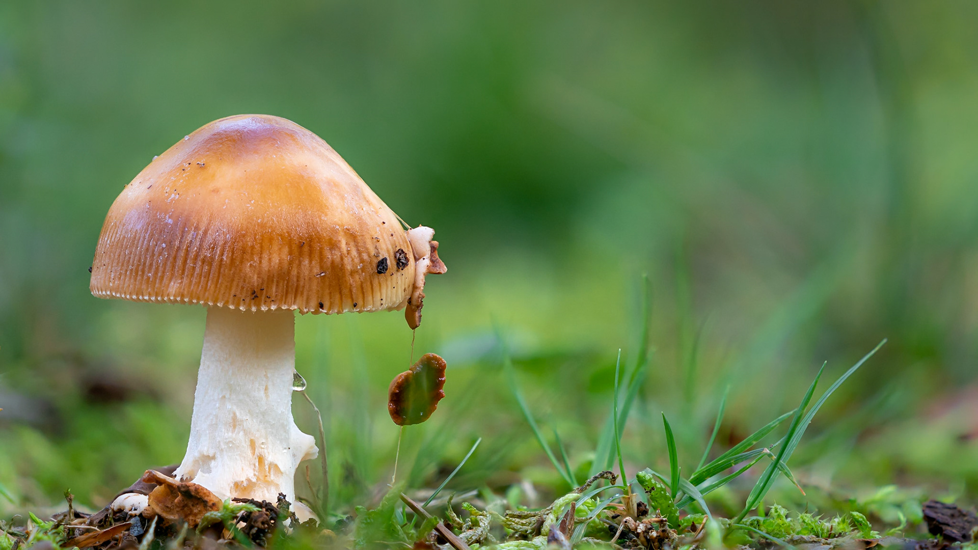 © fotoJAAP
