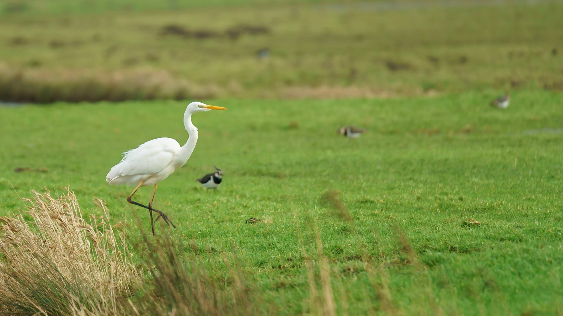Grote Zilverreiger