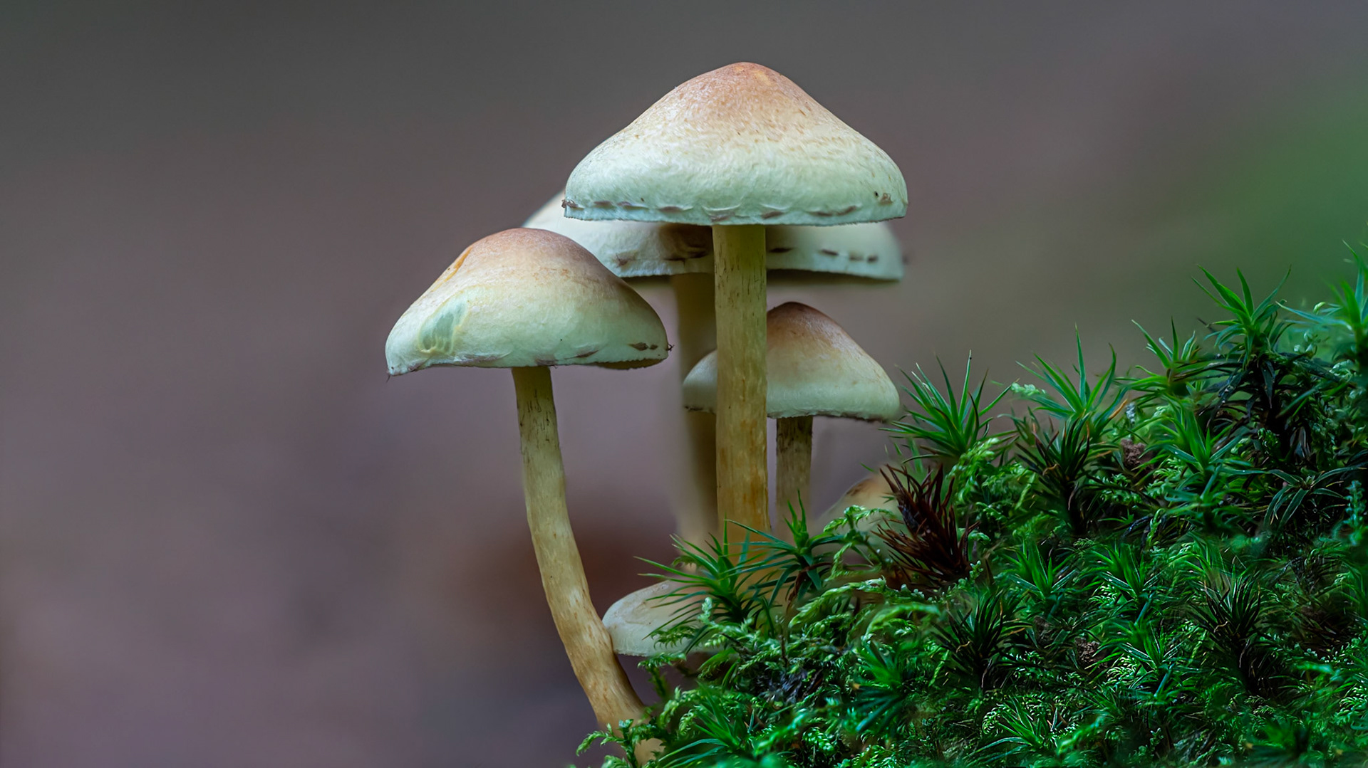 © fotoJAAP